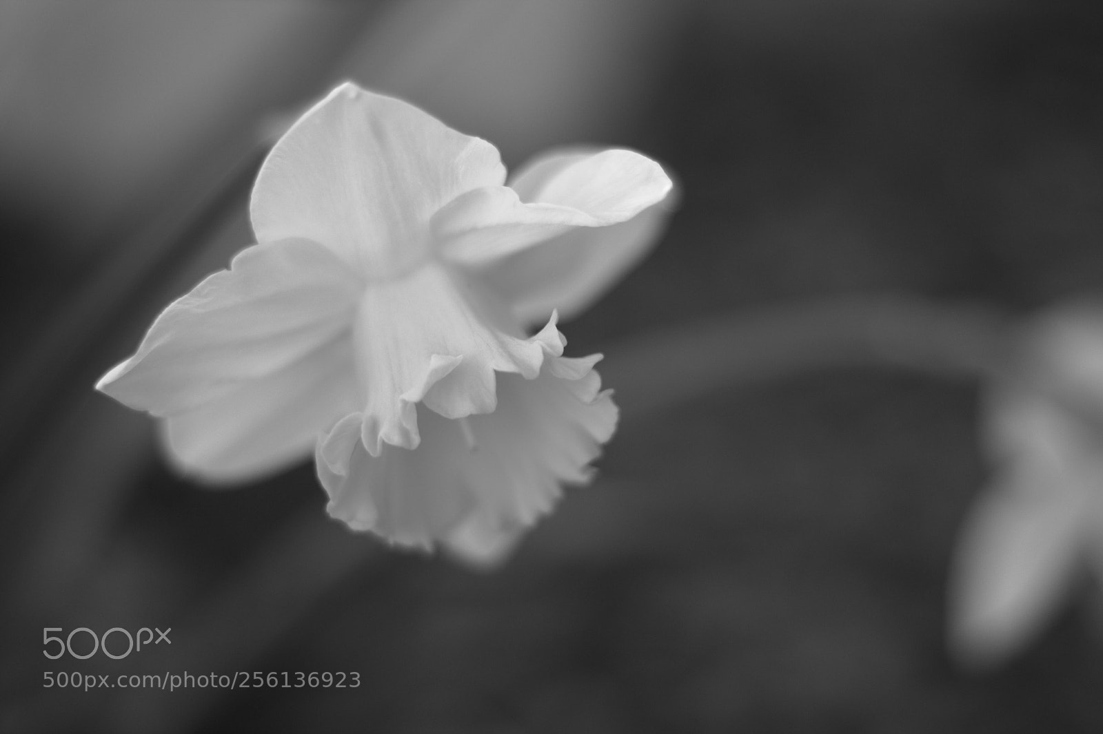 Canon EOS 700D (EOS Rebel T5i / EOS Kiss X7i) sample photo. Untitled photography