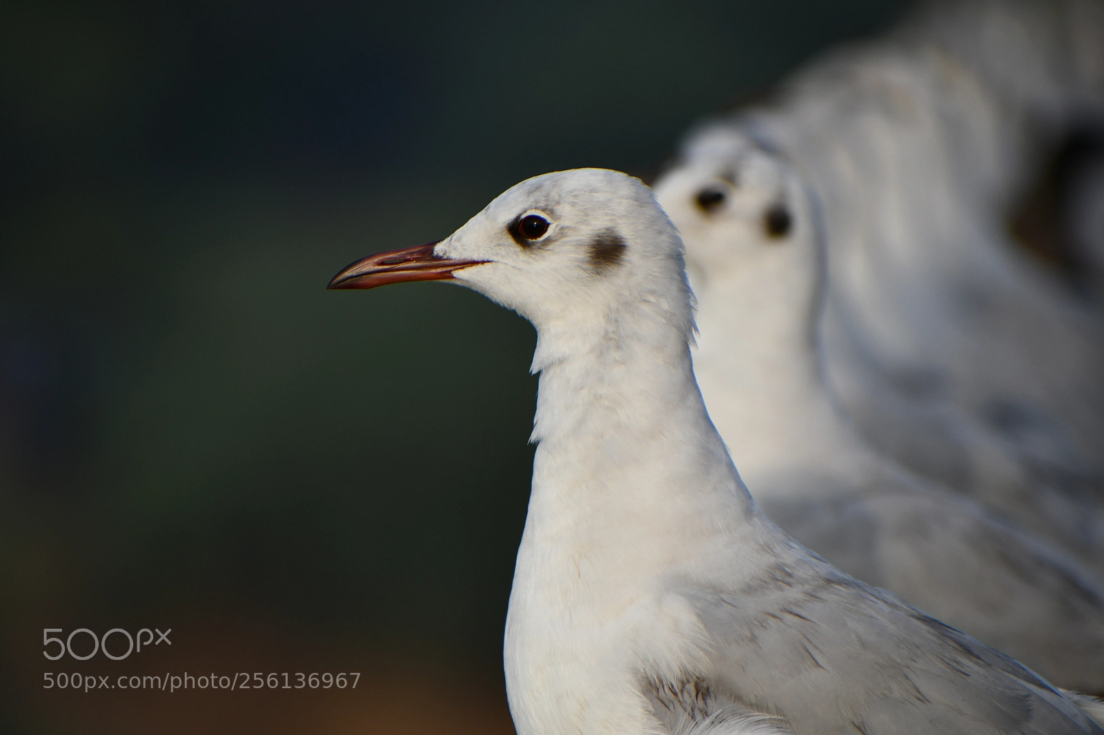 Nikon D7500 sample photo. B h gulls photography