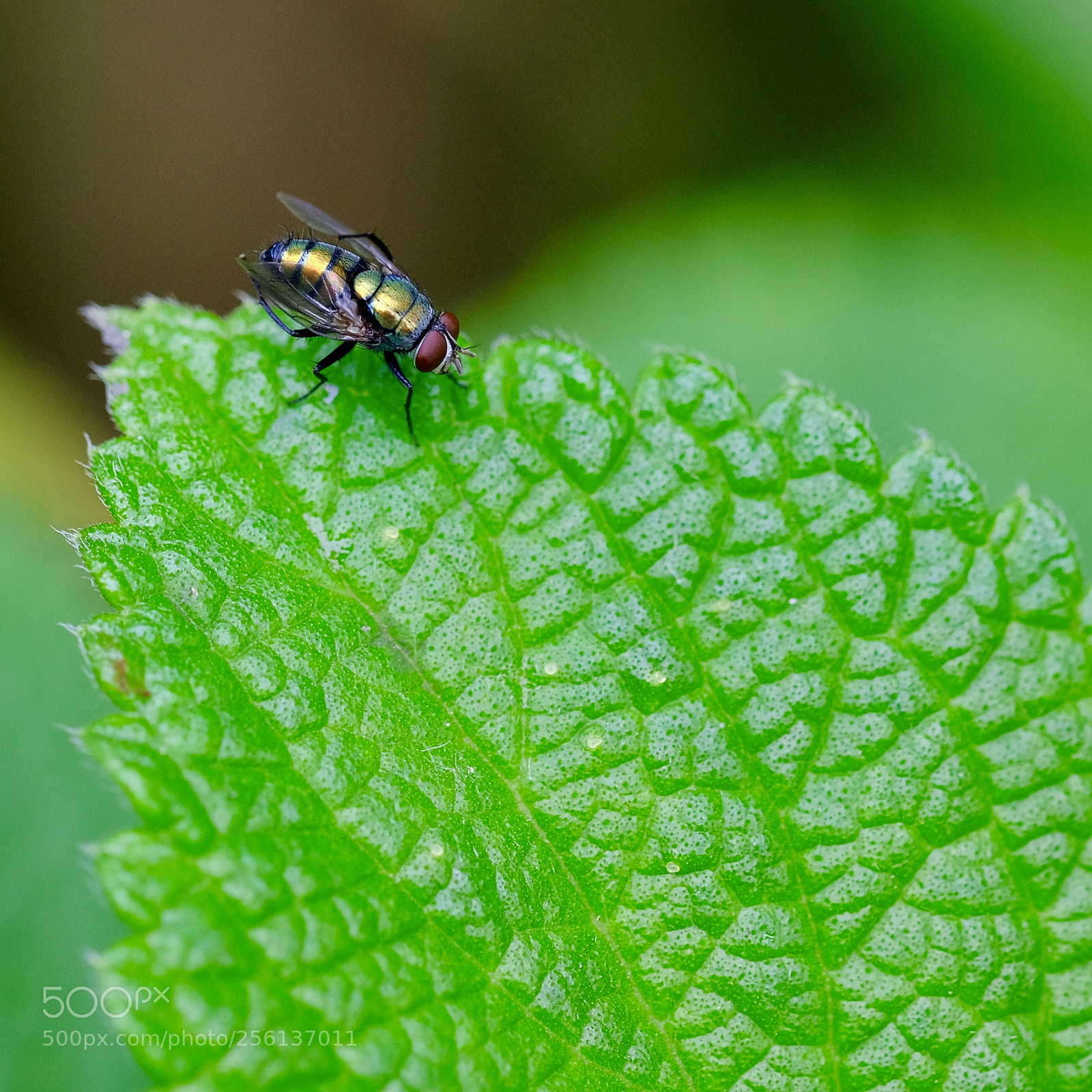 Fujifilm X-H1 sample photo. A fly photography
