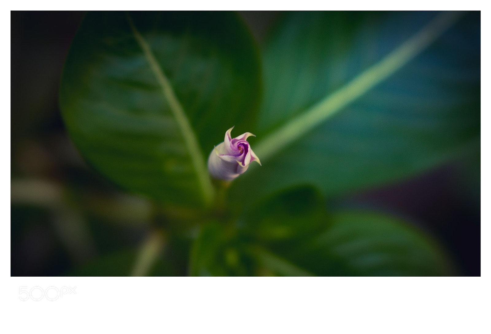 Nikon D5300 sample photo. Flower photography
