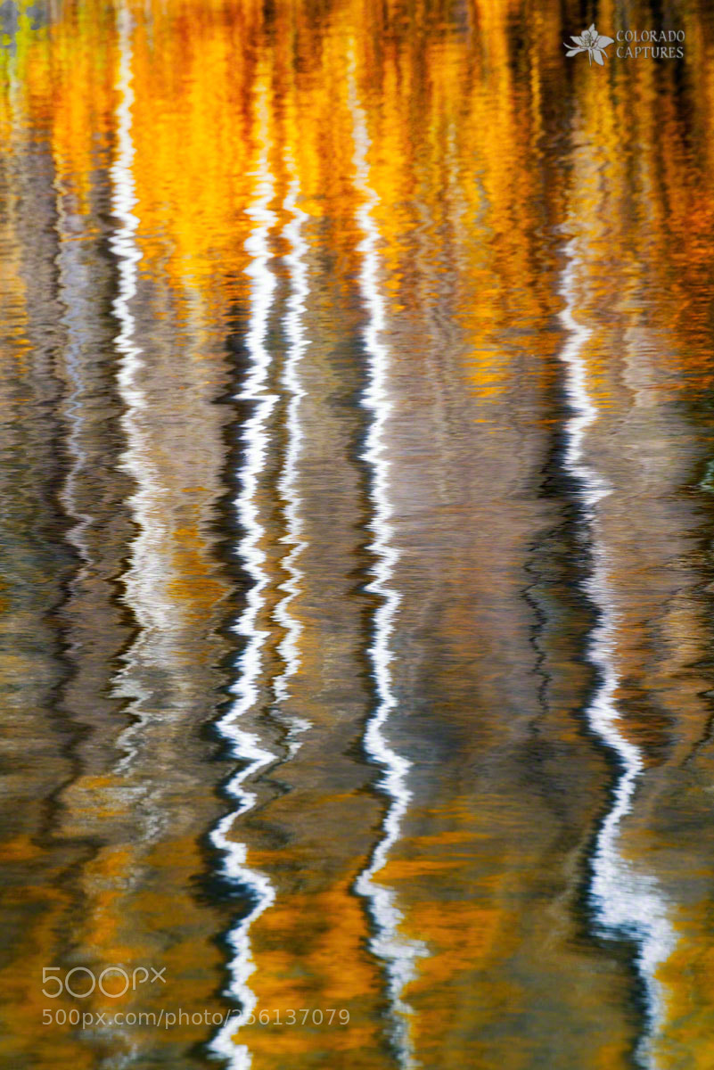 Sony a7R II sample photo. Aspen ripples of gold photography