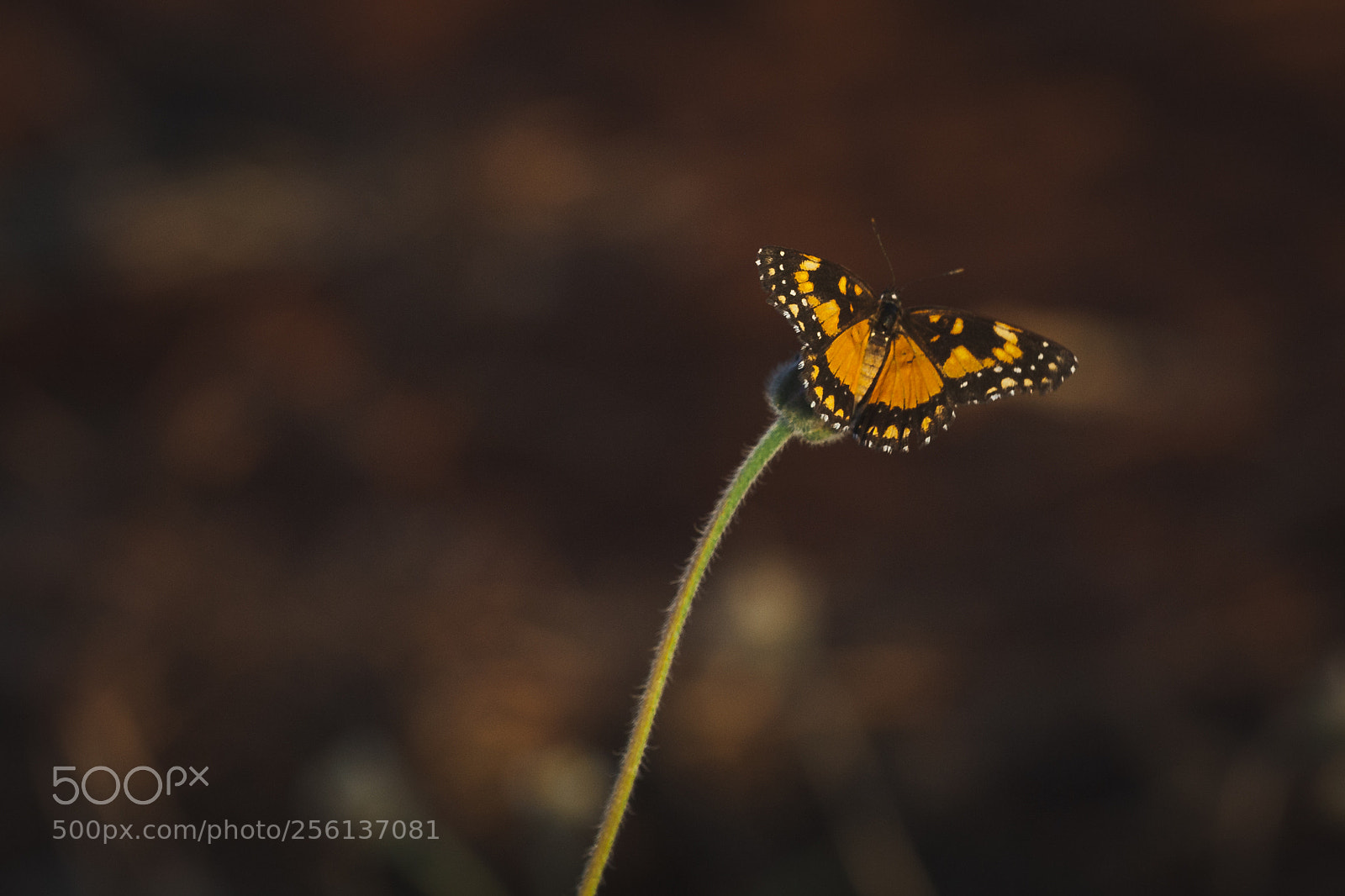 Canon EOS 5D Mark II sample photo. Borboleta photography