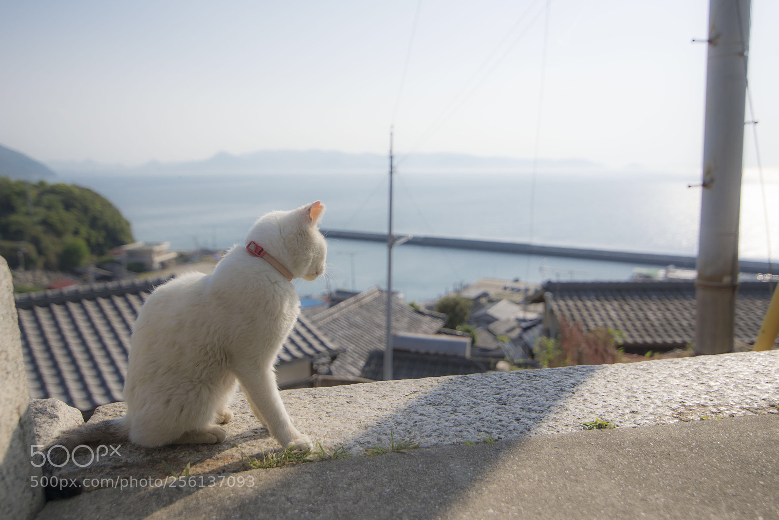 Nikon D600 sample photo. A guardian cat. photography