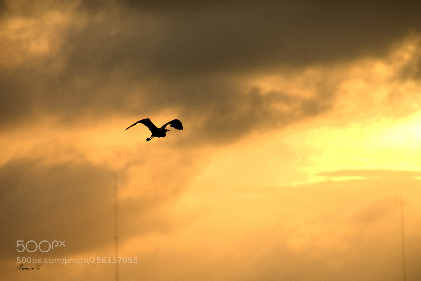 Nikon D3400 sample photo. Flying bird photography