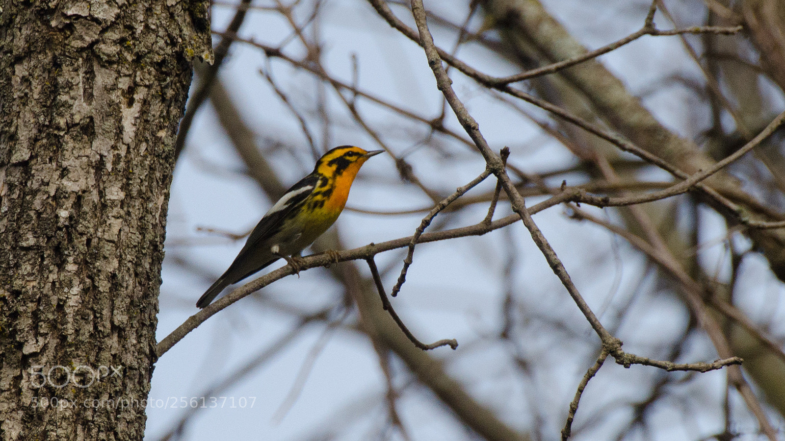 Nikon D7000 sample photo. Blackburnian warbler photography