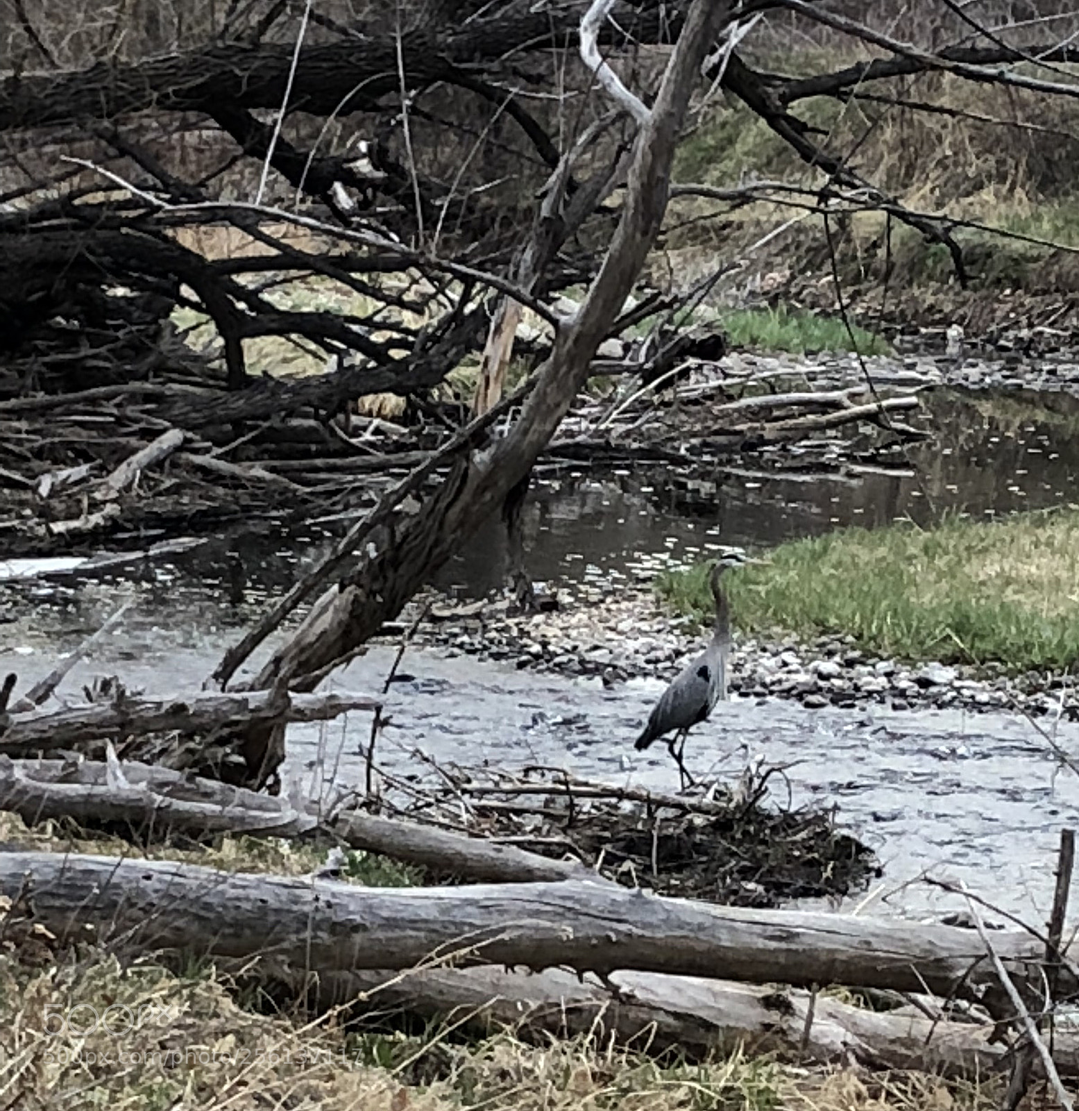 Apple iPhone 8 sample photo. Shagpoke crane hunting photography