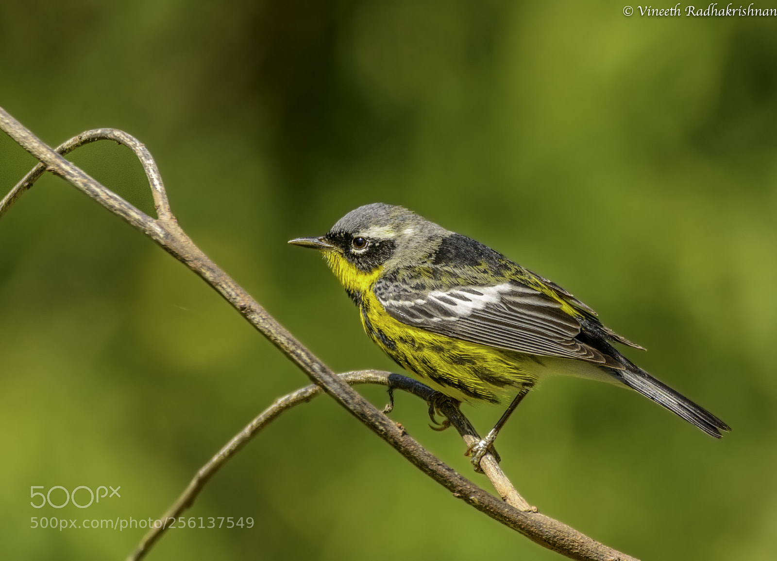 Nikon D7100 sample photo. Magnolia warbler photography