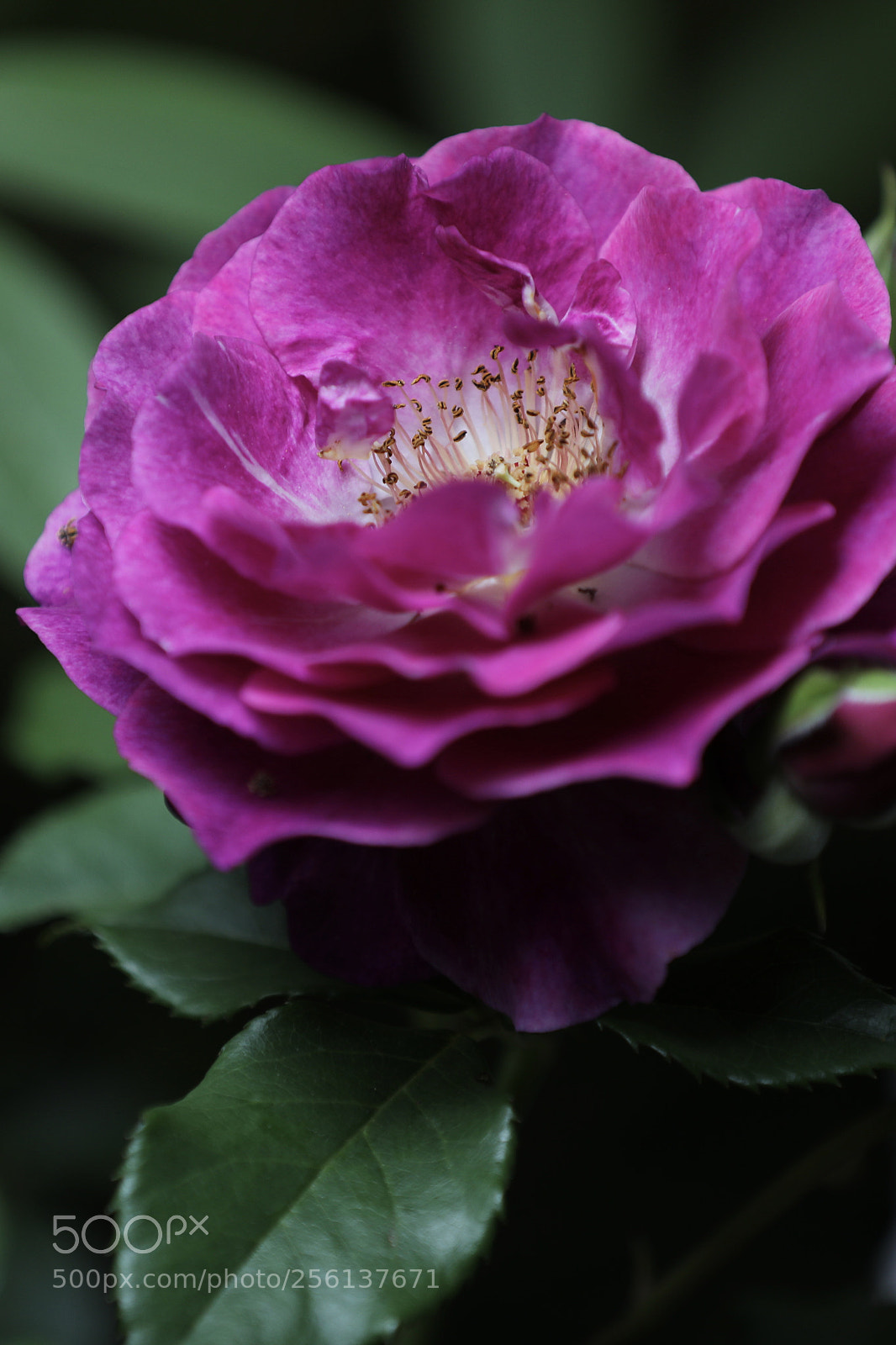 Canon EOS 5D Mark IV sample photo. 月季 photography