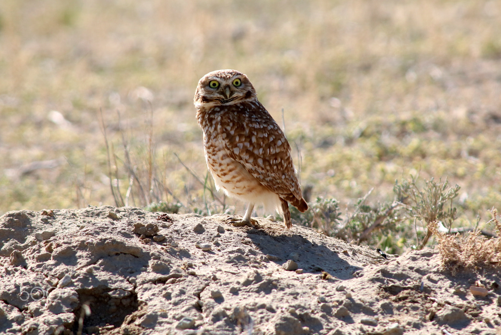 Canon EF 70-200mm F2.8L USM sample photo. Surprised owl photography