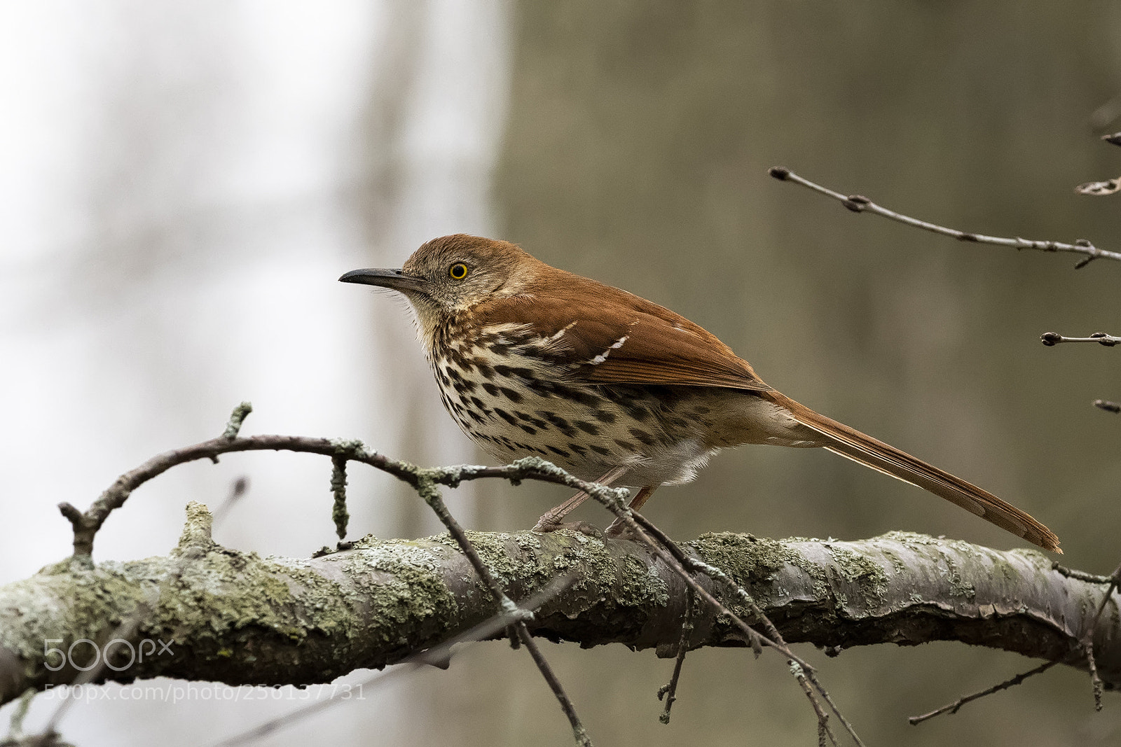 Nikon D850 sample photo. Brown thrasher photography