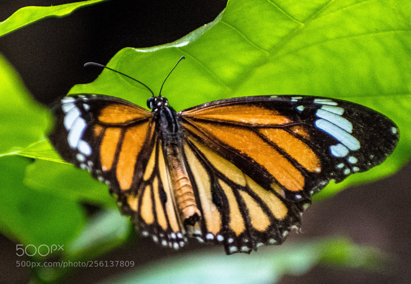 Nikon D5300 sample photo. Striped tiger  photography