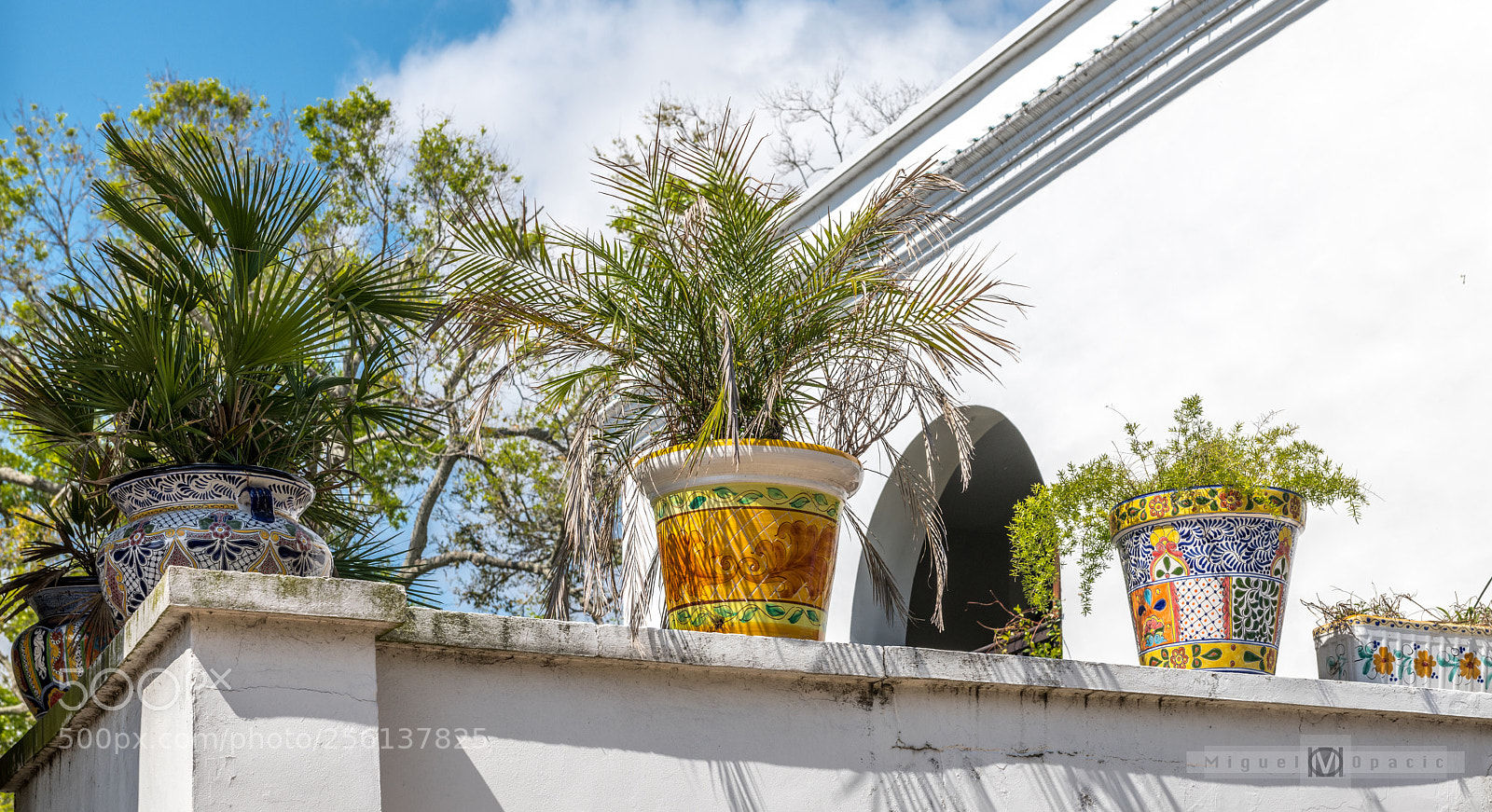 Nikon D850 sample photo. Plants photography