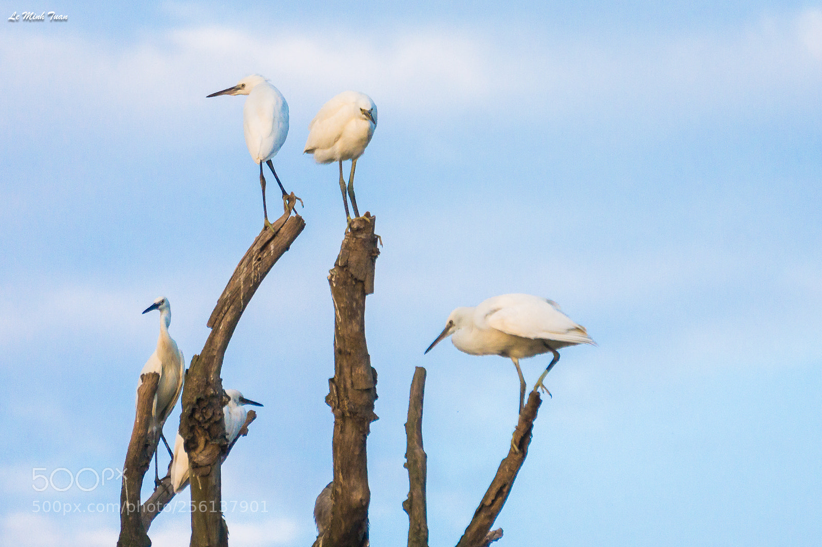 Sony Alpha NEX-7 sample photo. Storks photography