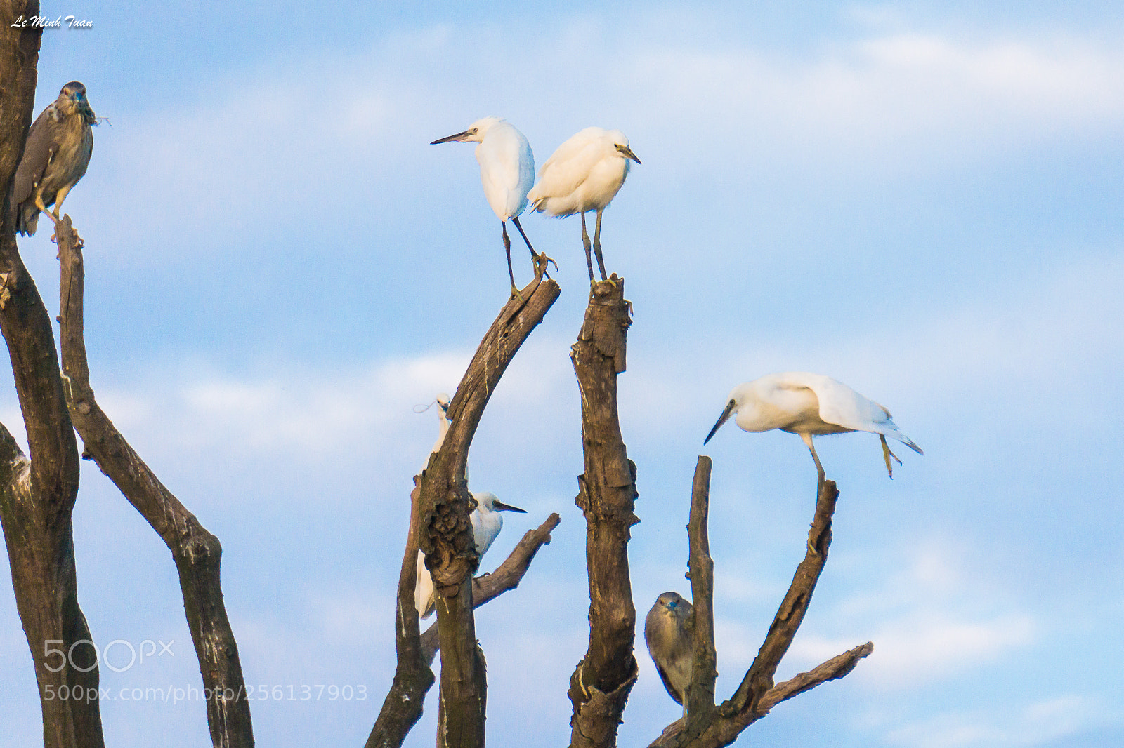 Sony Alpha NEX-7 sample photo. Storks photography