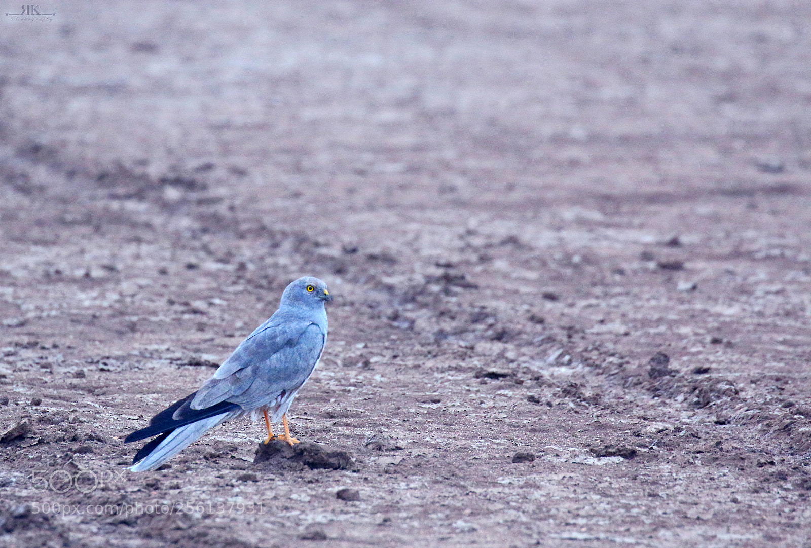 Canon EOS 70D sample photo. Pellid harrier photography