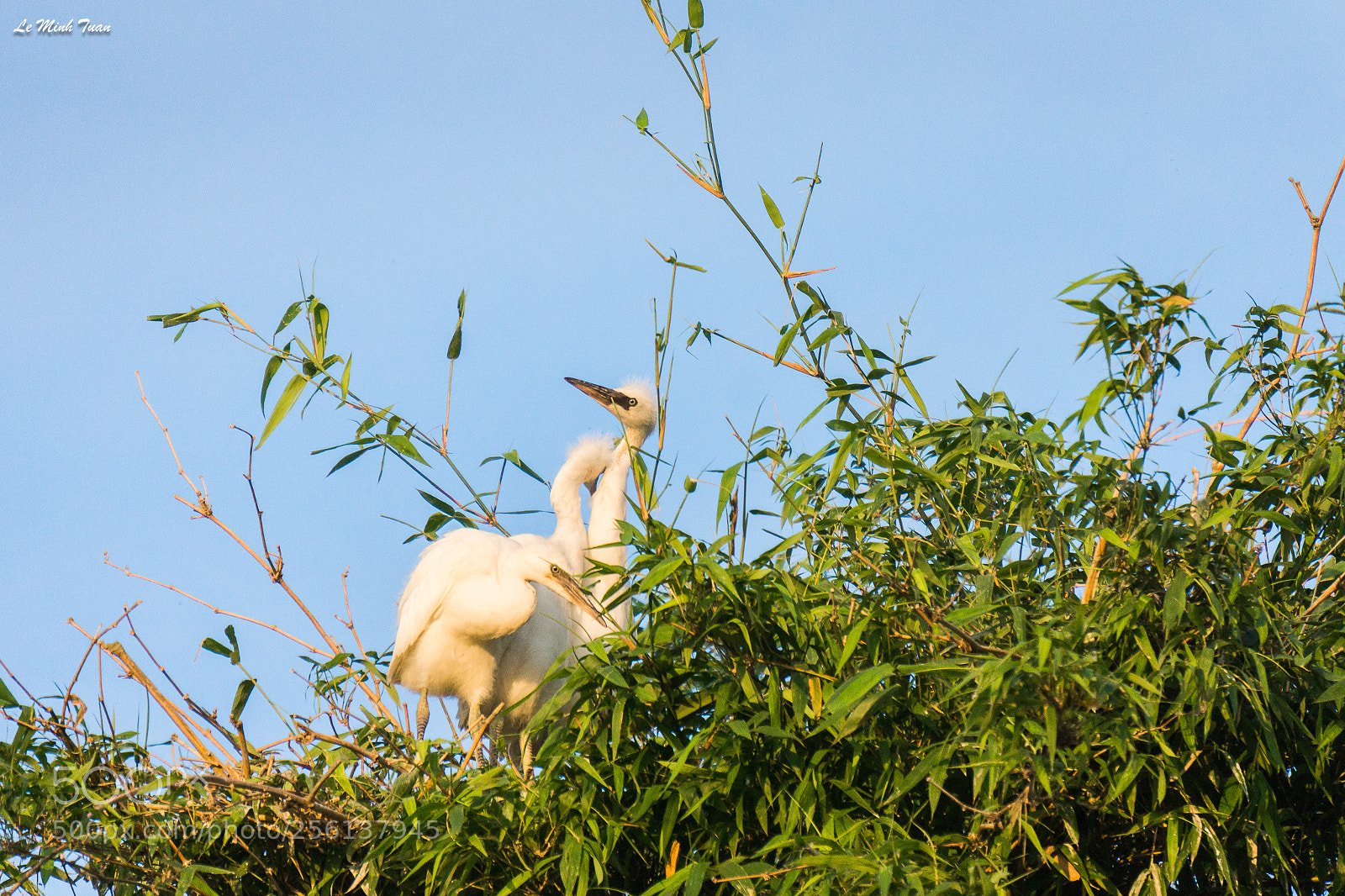 Sony Alpha NEX-7 sample photo. Storks photography
