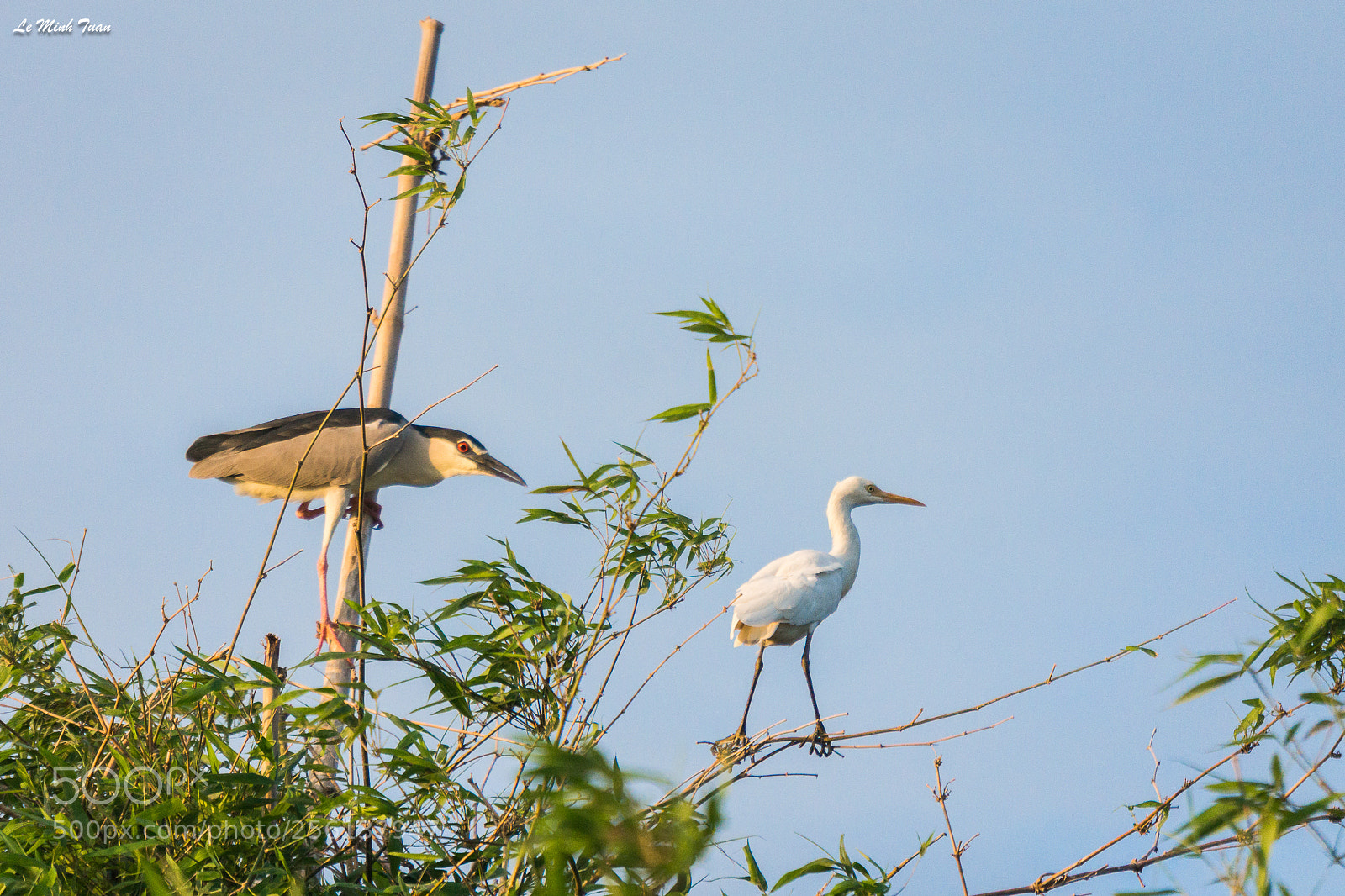 Sony Alpha NEX-7 sample photo. Storks photography