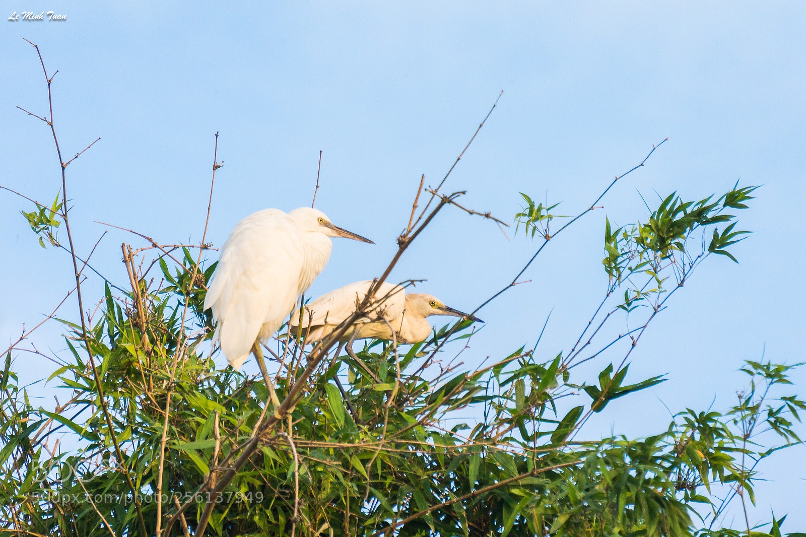 Sony Alpha NEX-7 sample photo. Storks photography