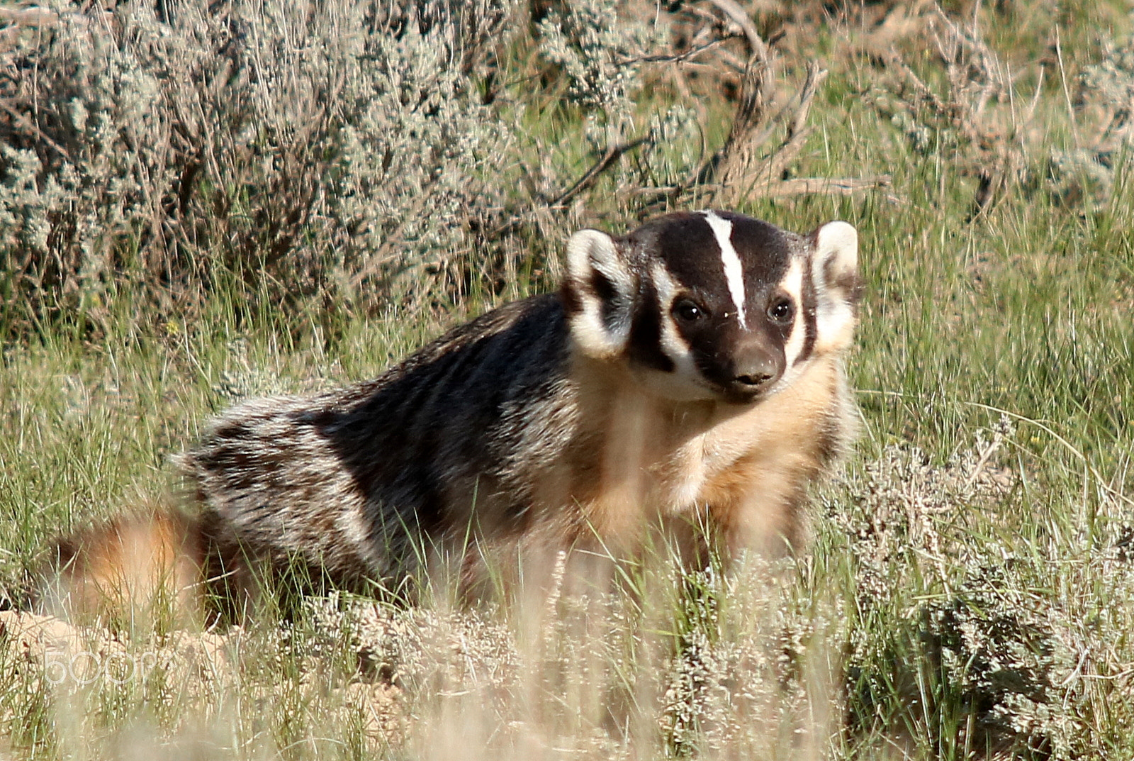 Canon EF 70-200mm F2.8L USM sample photo. Badger photography