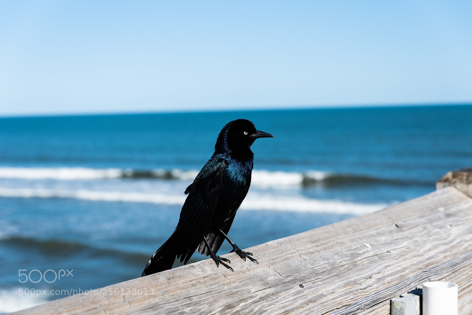Nikon D750 sample photo. Untitled photography