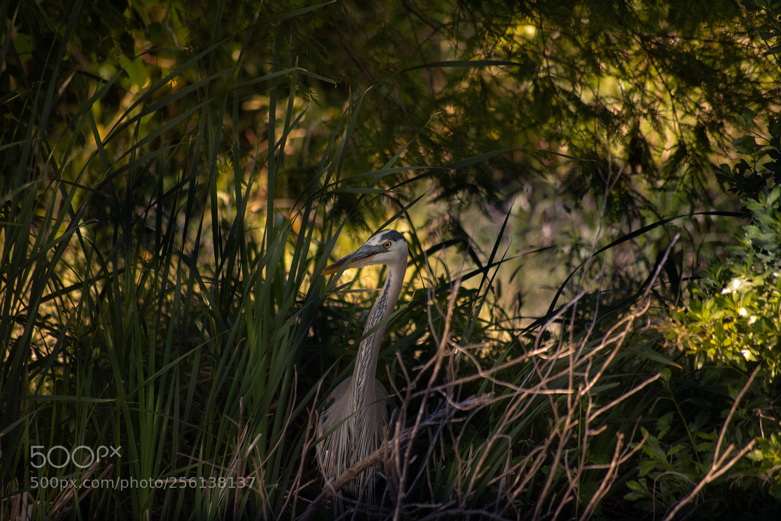Nikon D750 sample photo. Untitled photography