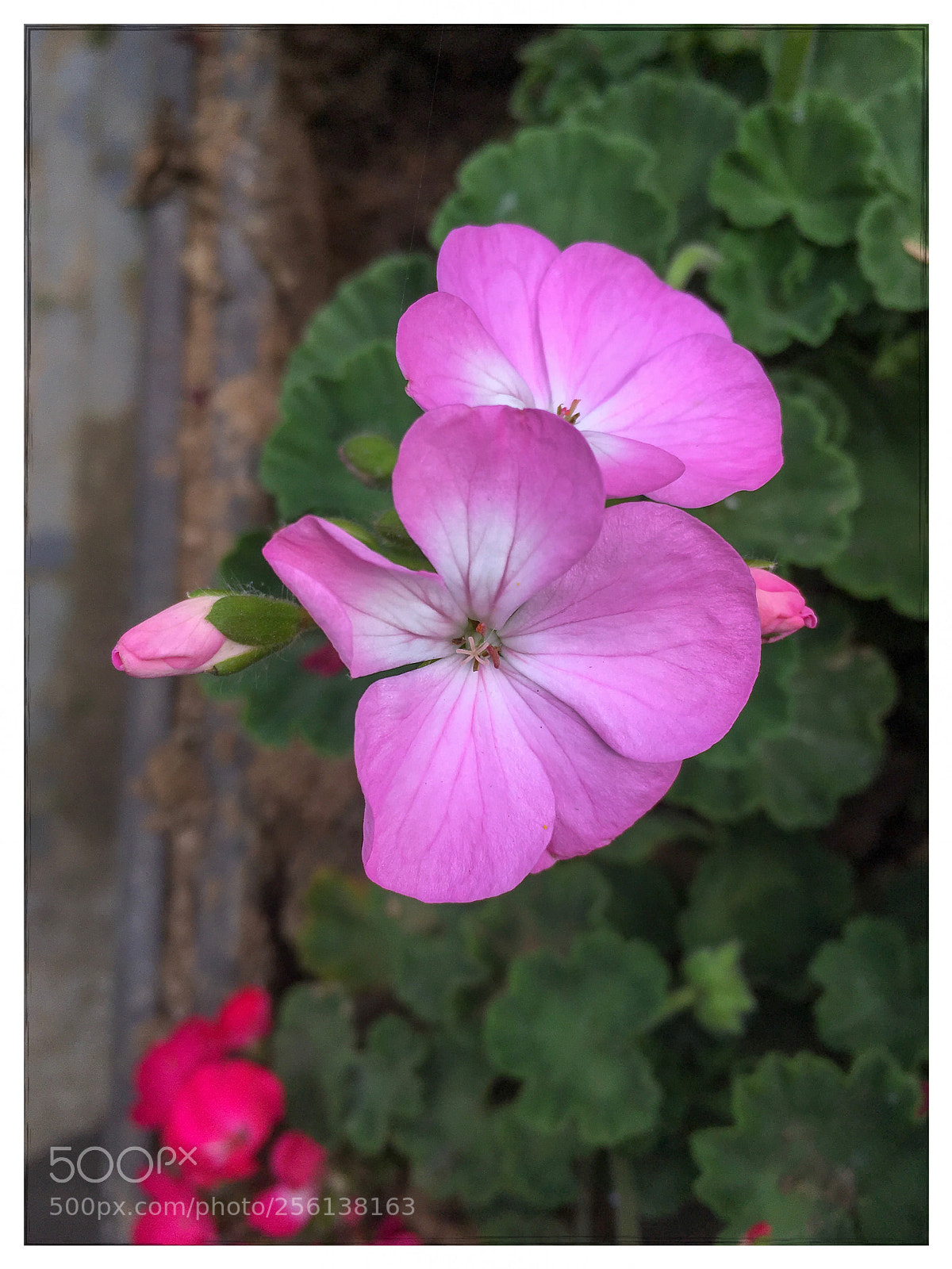 Apple iPhone SE sample photo. 天竺葵 photography