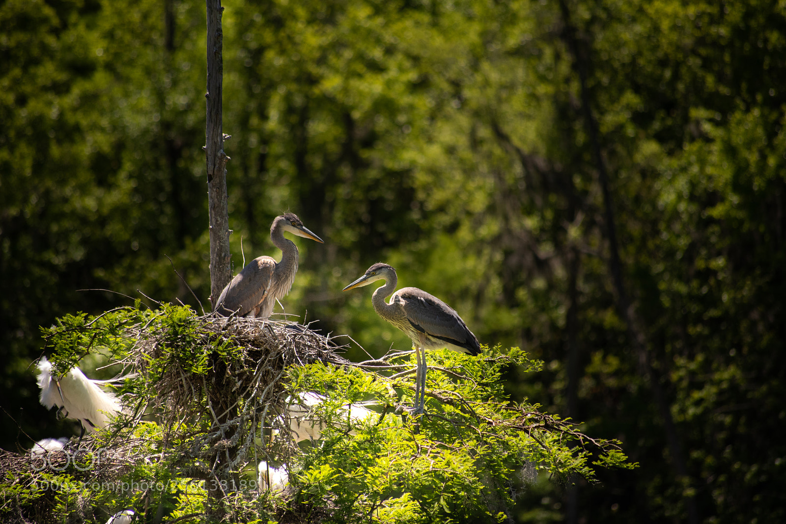Nikon D750 sample photo. Untitled photography