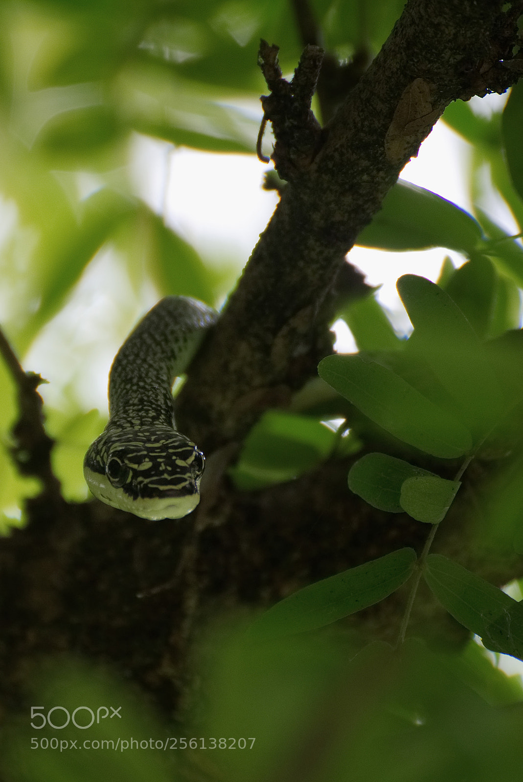 Sony a6500 sample photo. Lurking around the corner photography