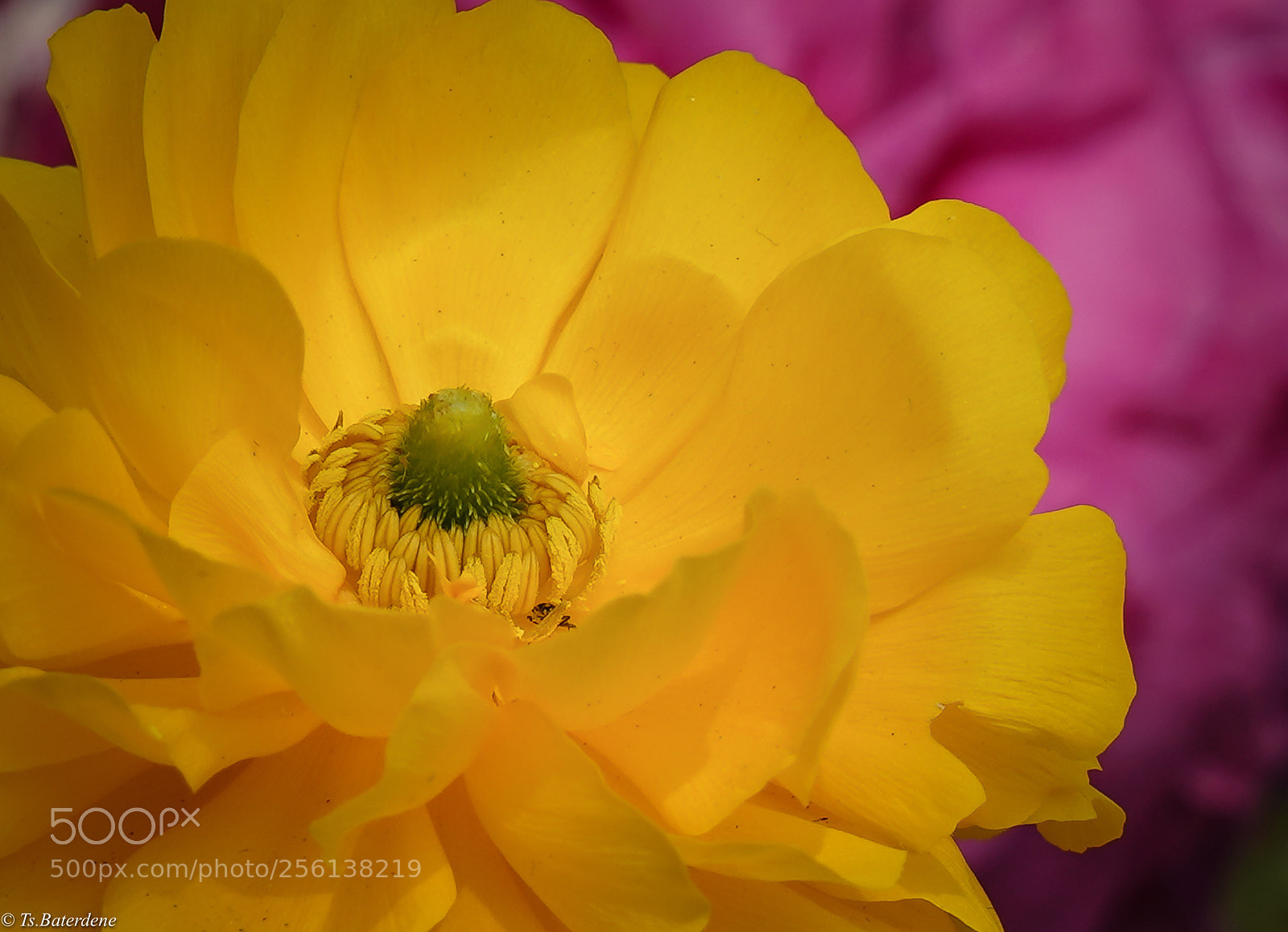 Sony a7R III sample photo. Yellow  photography