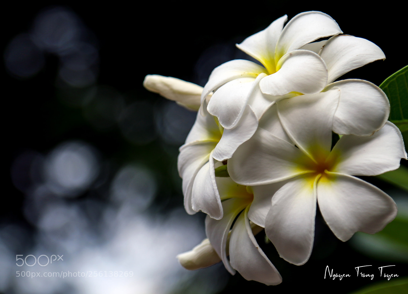 Canon EOS 70D sample photo. Porcelain flower photography