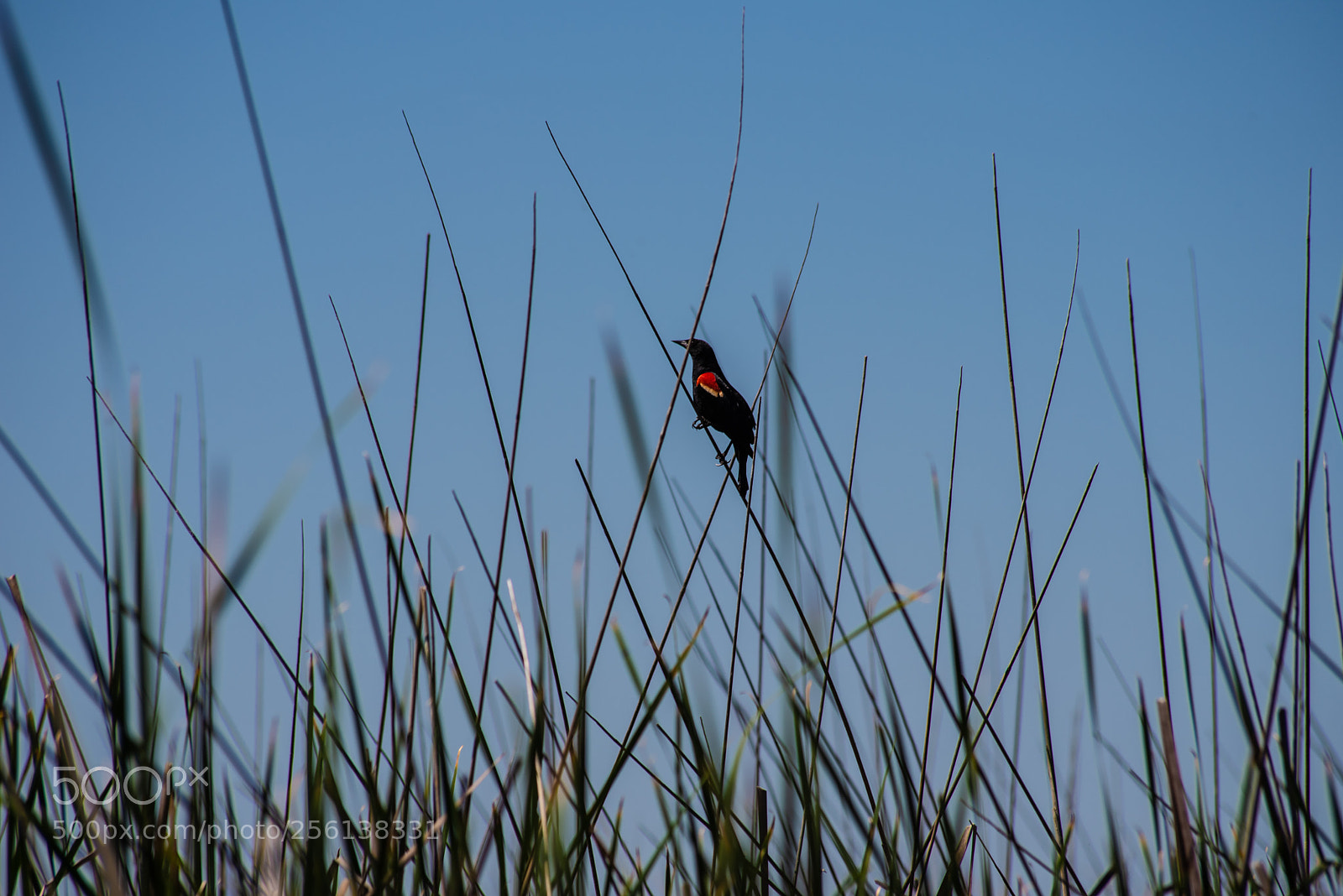 Nikon D750 sample photo. Untitled photography