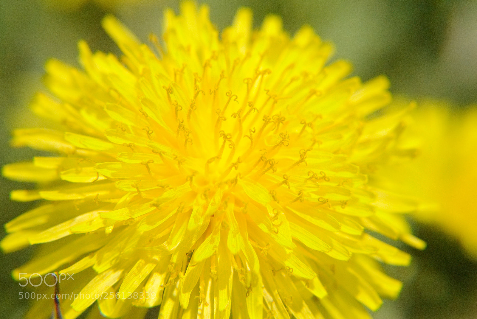 Nikon D3000 sample photo. Dandelion photography