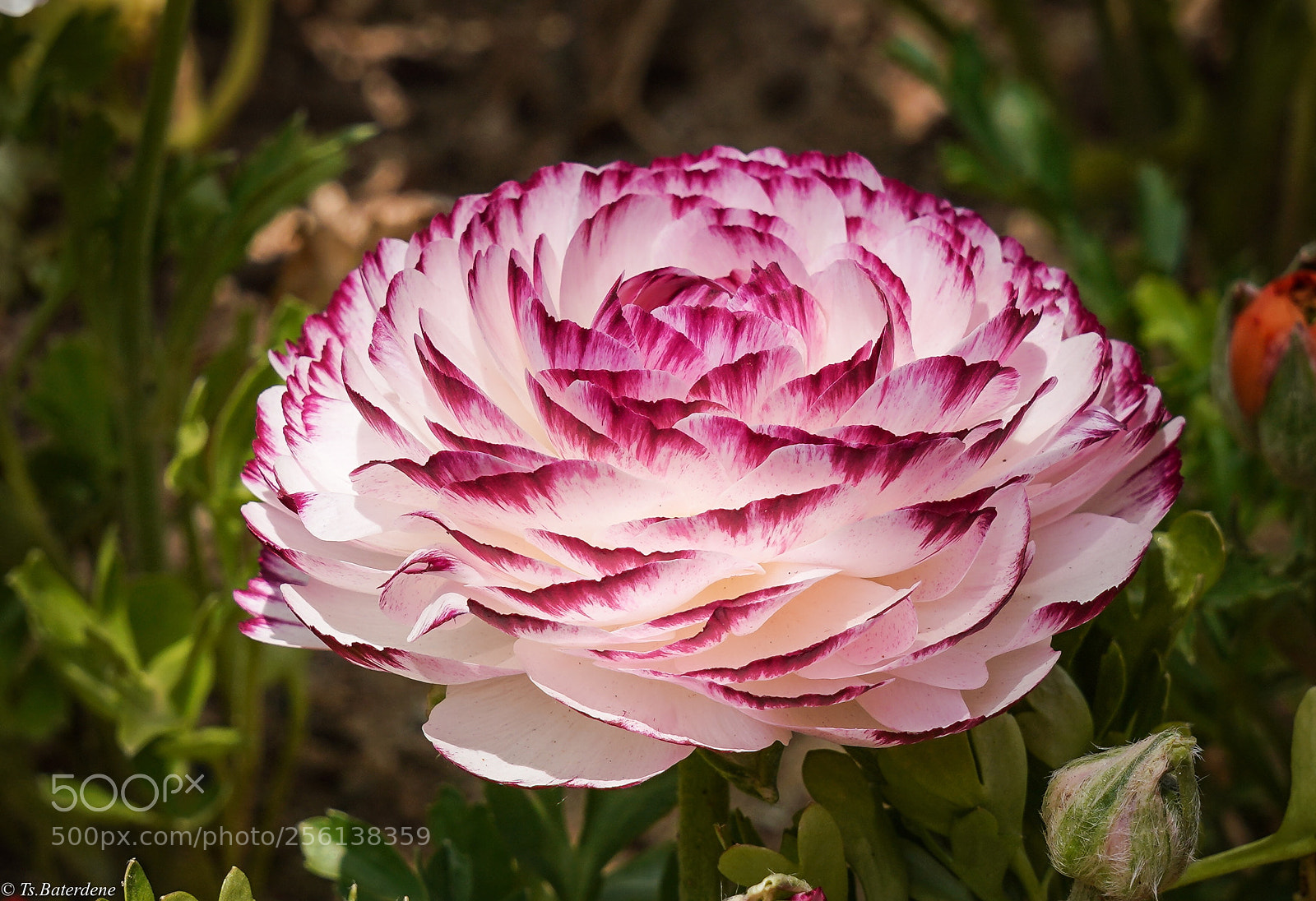Sony a7R III sample photo. New kind of rose photography