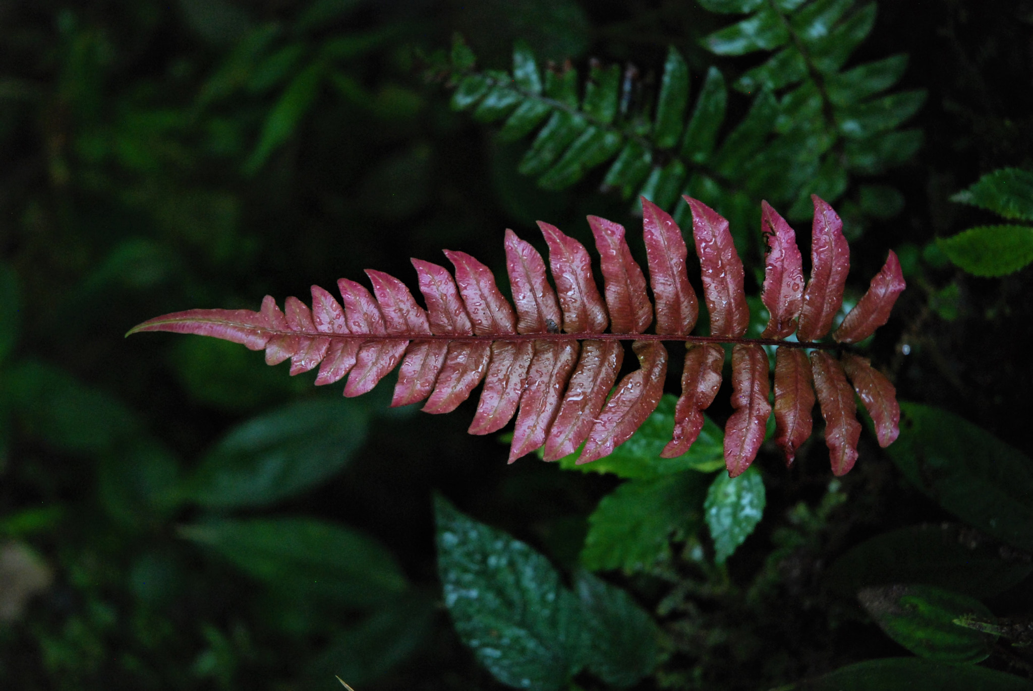 Nikon D80 sample photo. Leaf photography