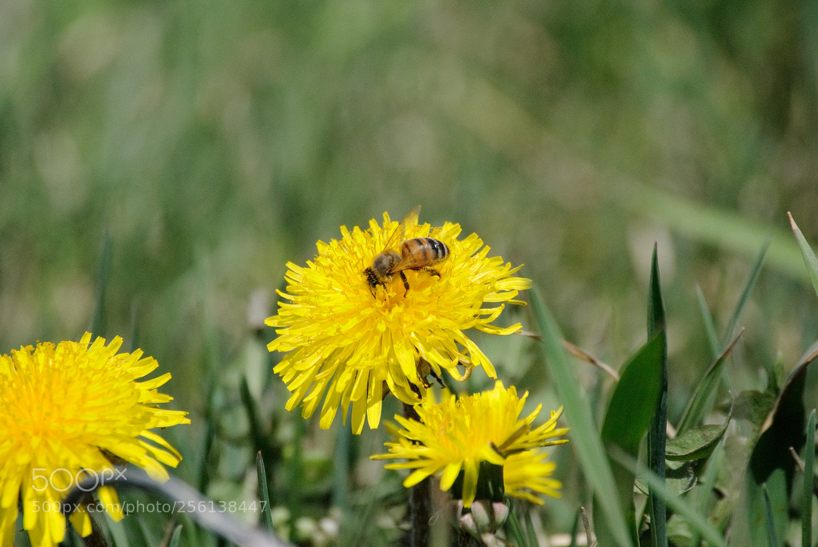 Nikon D3000 sample photo. Bees and dandelions photography
