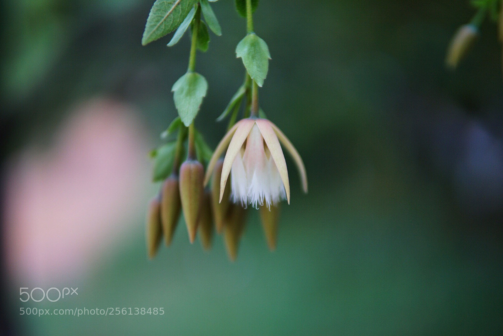 Sony a6000 sample photo. Spring photography