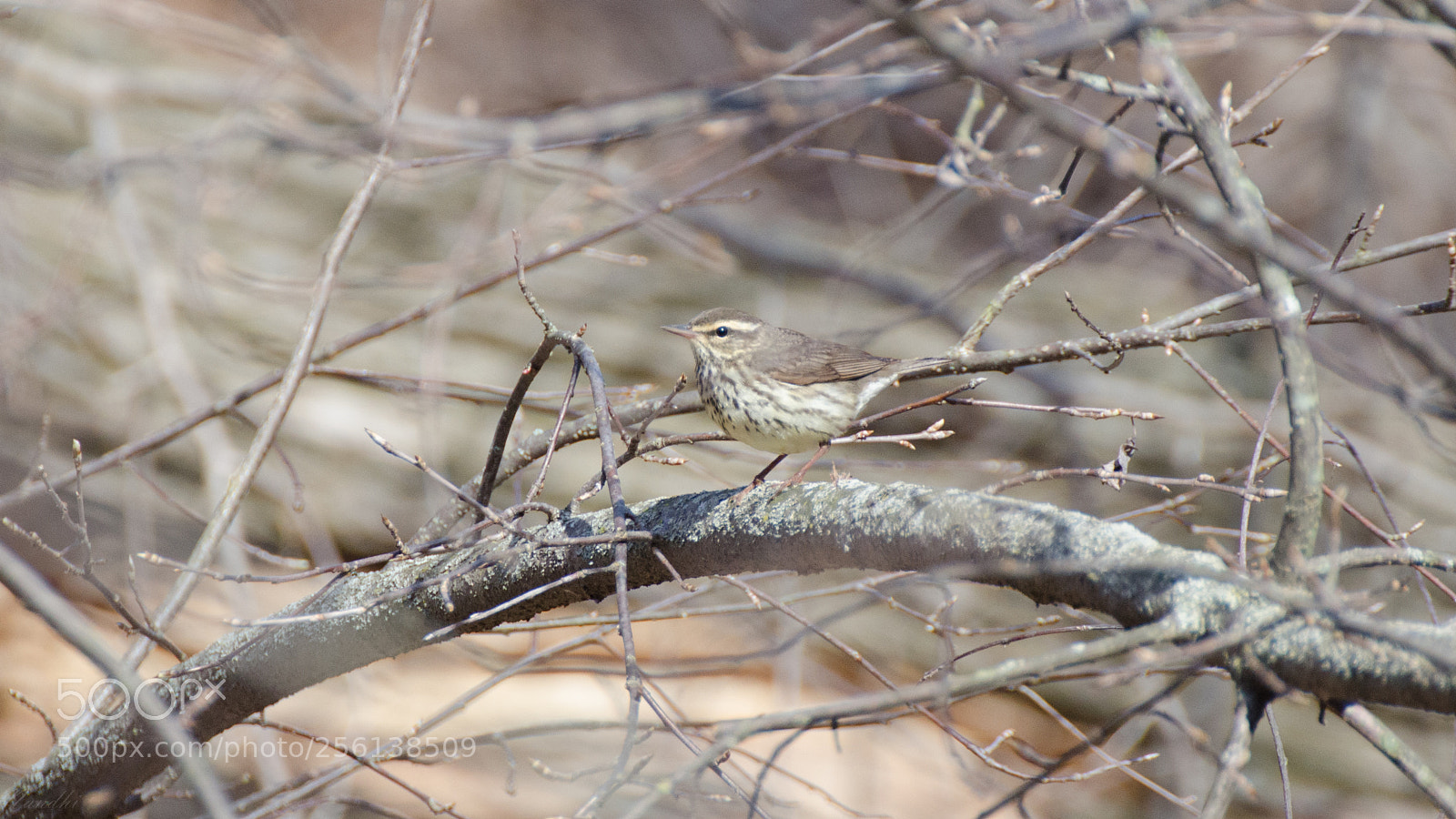 Nikon D7000 sample photo. Swainson's thrush photography