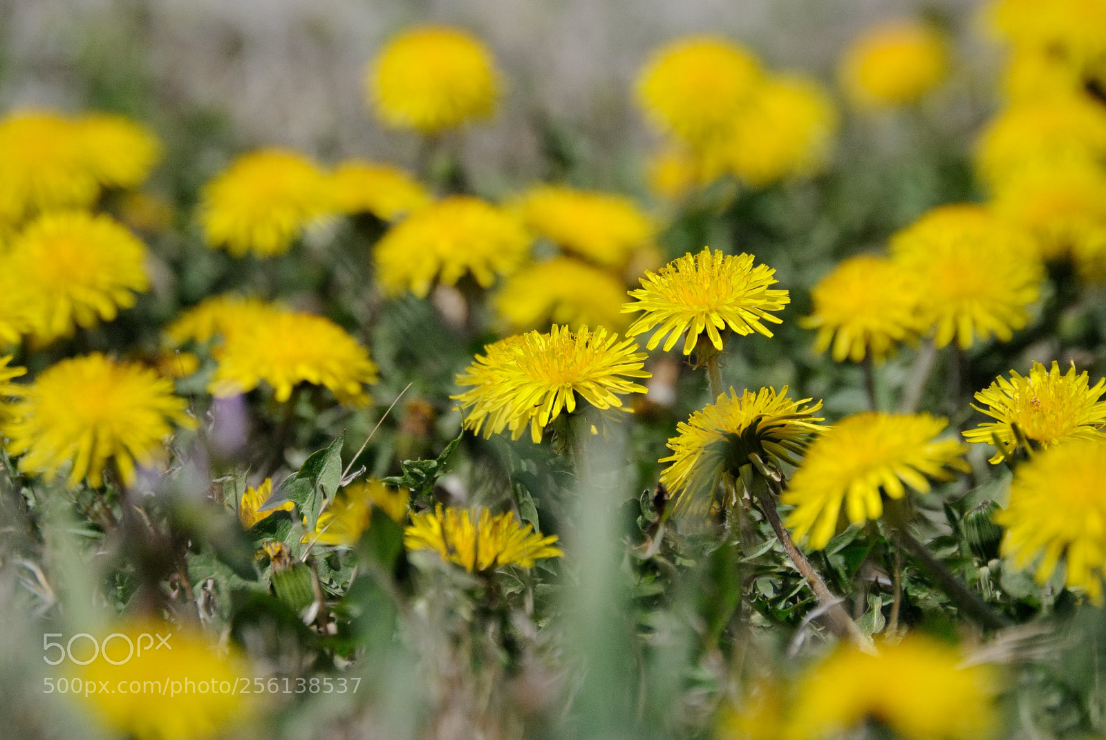Nikon D3000 sample photo. Flower field photography