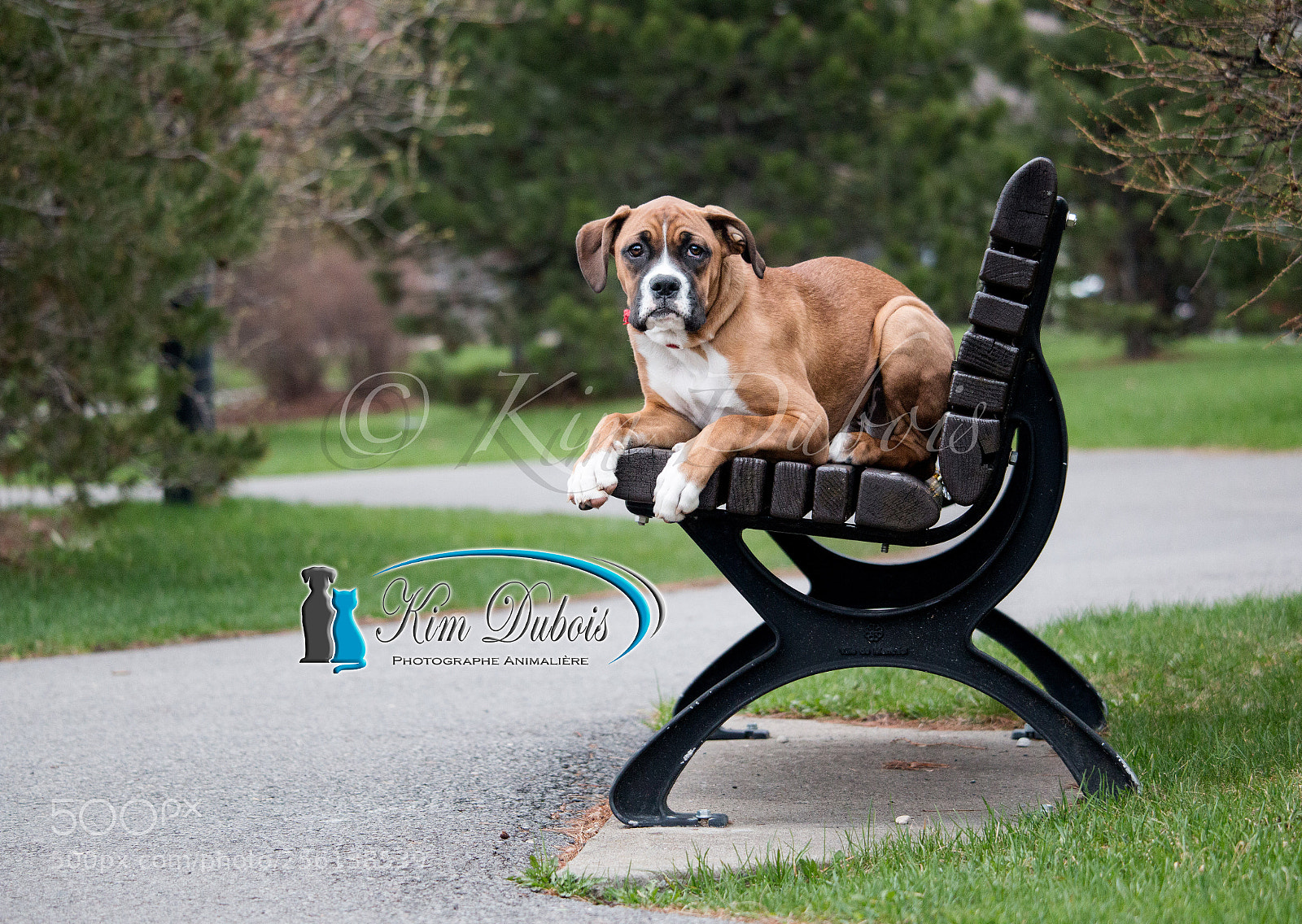 Canon EOS 70D sample photo. Chewie the puppy photography