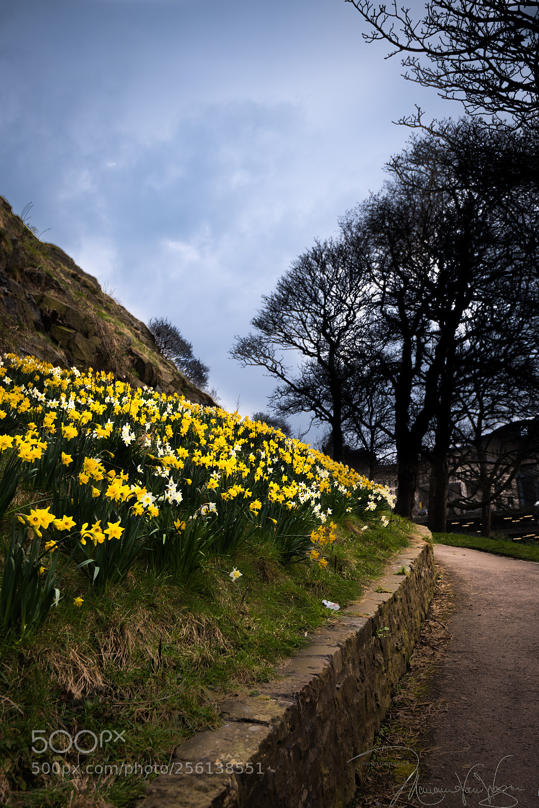 Nikon D750 sample photo. Daffodil path to edinburgh photography
