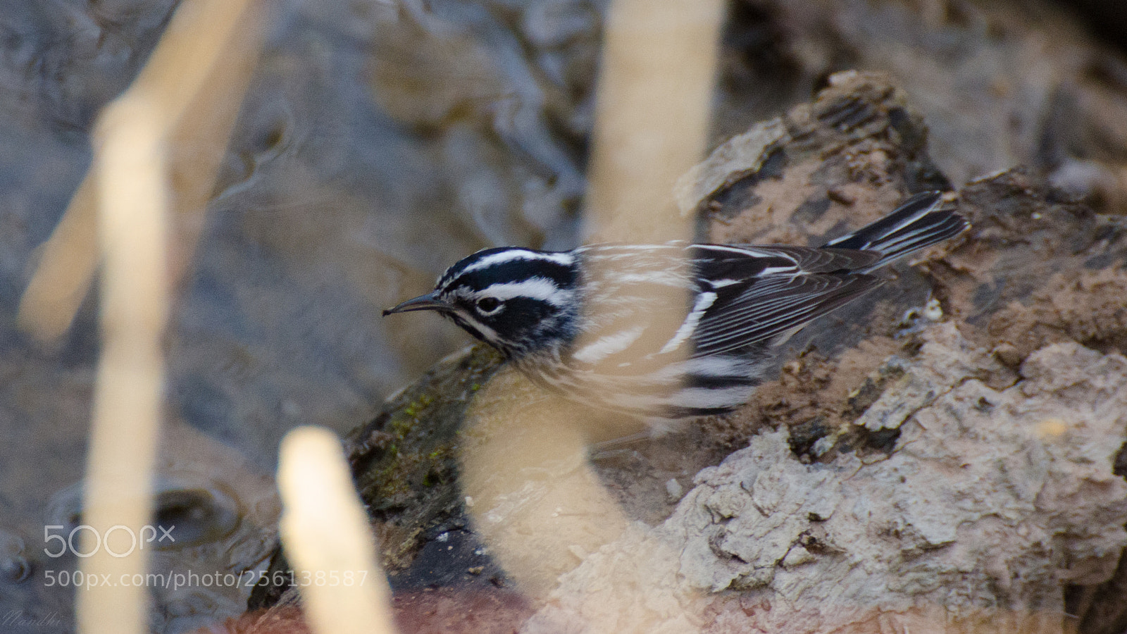 Nikon D7000 sample photo. Blackandwhite warbler photography