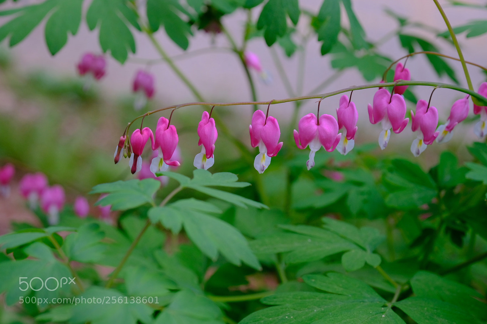 Fujifilm X-H1 sample photo. Dicentra spectabilis 금낭화 photography