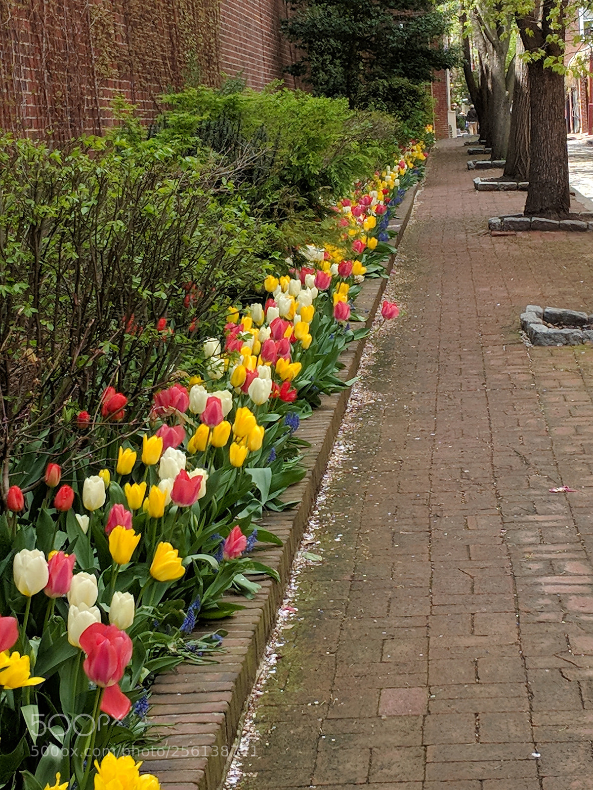 Google Pixel 2 XL sample photo. Tulips in an alley photography