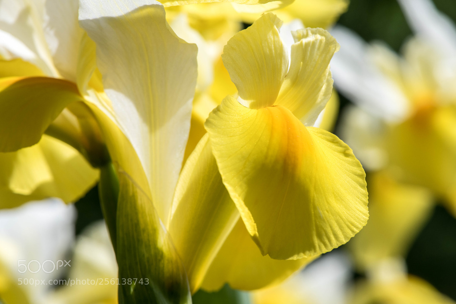 Nikon D850 sample photo. Yellow iris riot photography