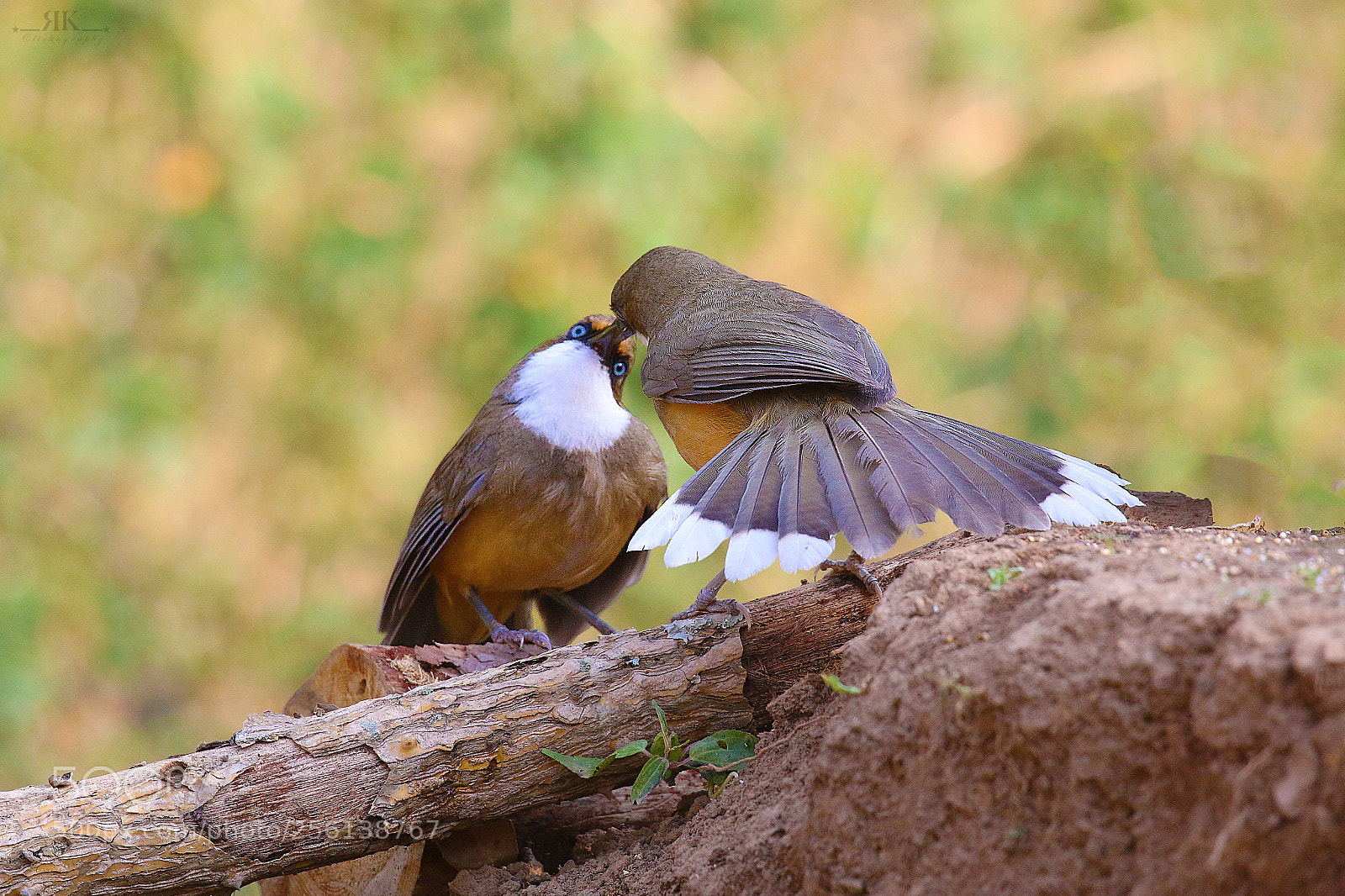 Canon EOS 70D sample photo. White-throated laughingthrush photography