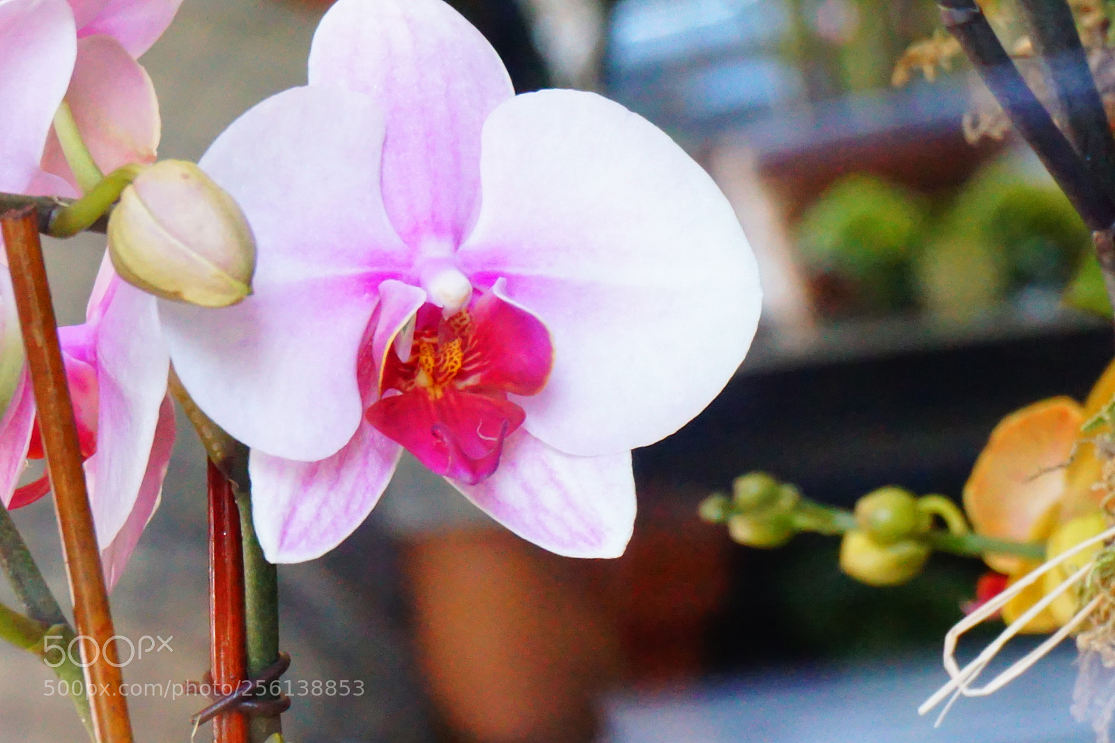 Sony a6000 sample photo. Flower photography