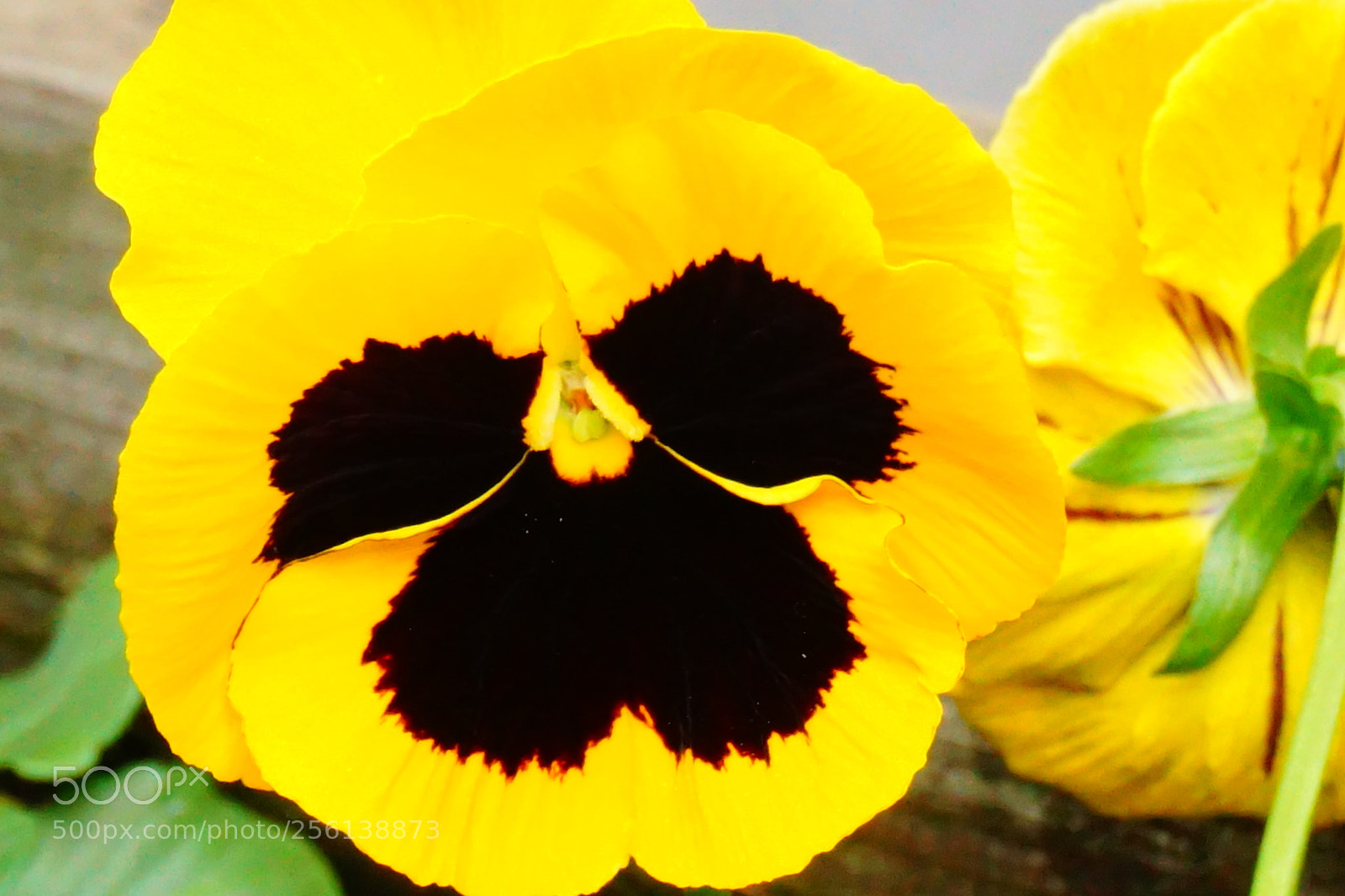 Sony a6000 sample photo. Dsc photography
