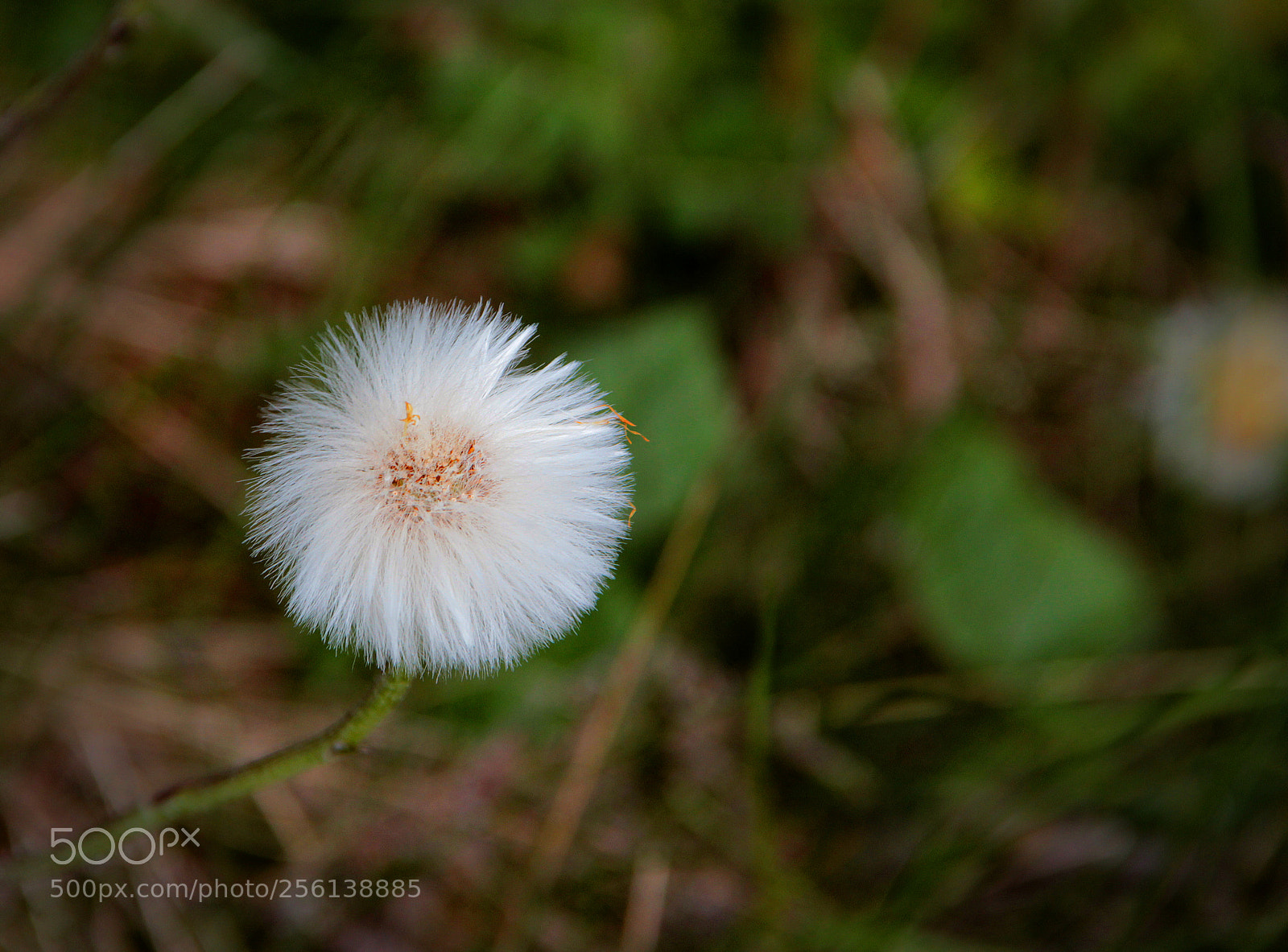 Canon EOS 600D (Rebel EOS T3i / EOS Kiss X5) sample photo. Fluffy photography