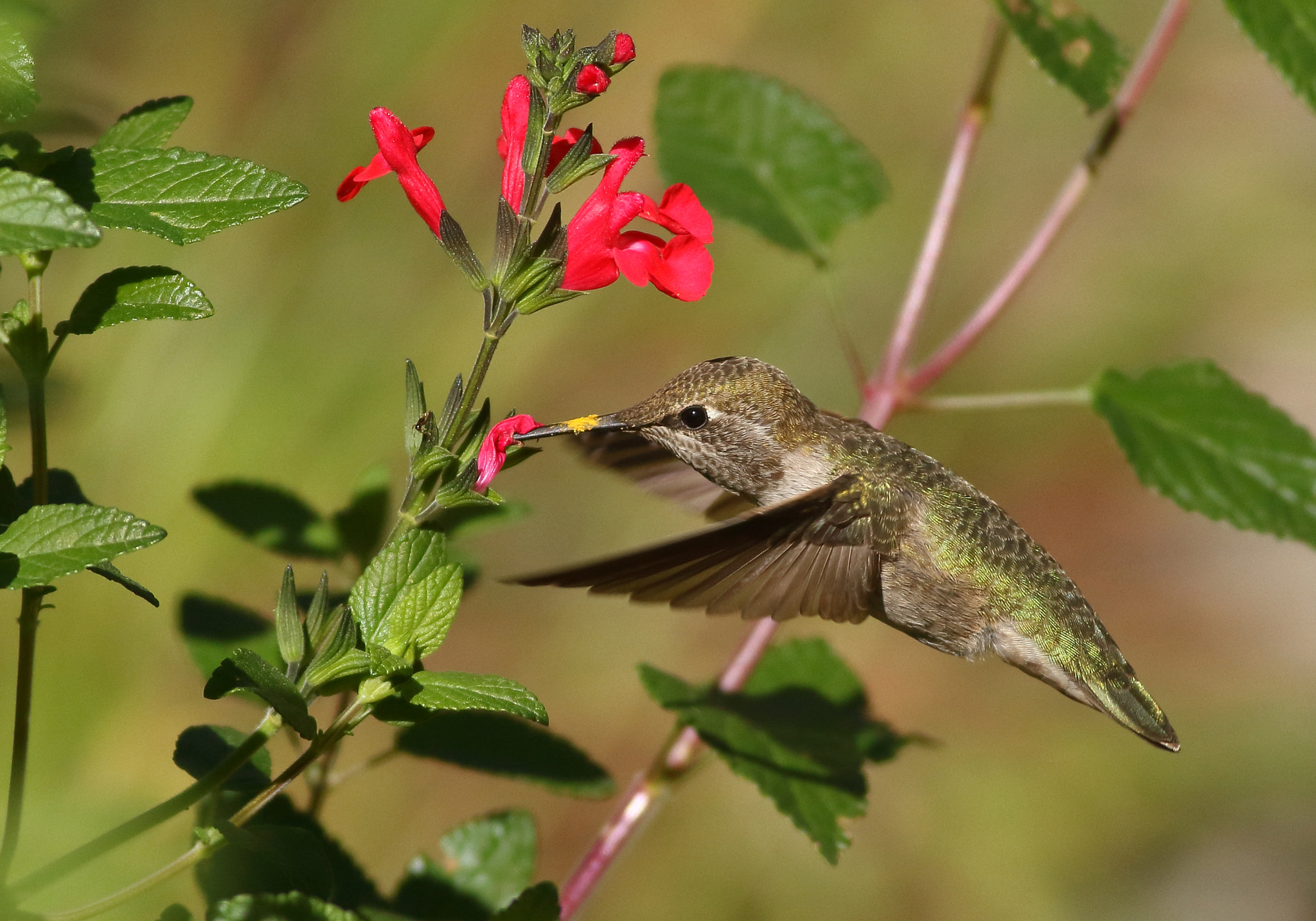 Canon EF 400mm F5.6L USM sample photo. Anna's hummingbird (female) photography