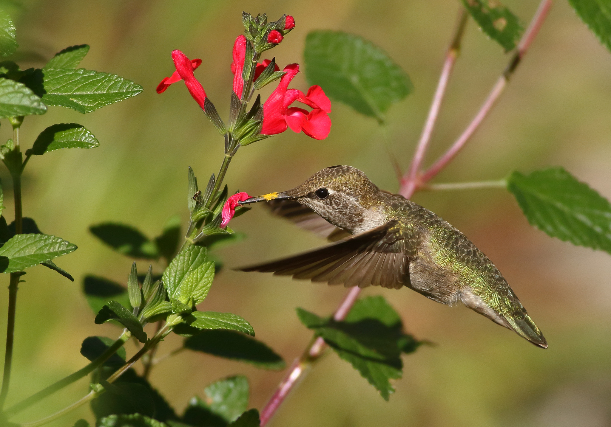 Canon EOS 7D + Canon EF 400mm F5.6L USM sample photo. Anna's hummingbird (female) photography